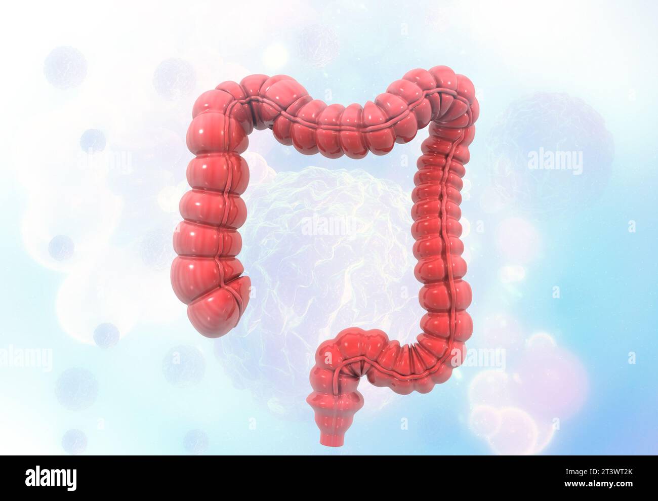 Anatomia umana del colon su sfondo medico. illustrazione 3d. Foto Stock