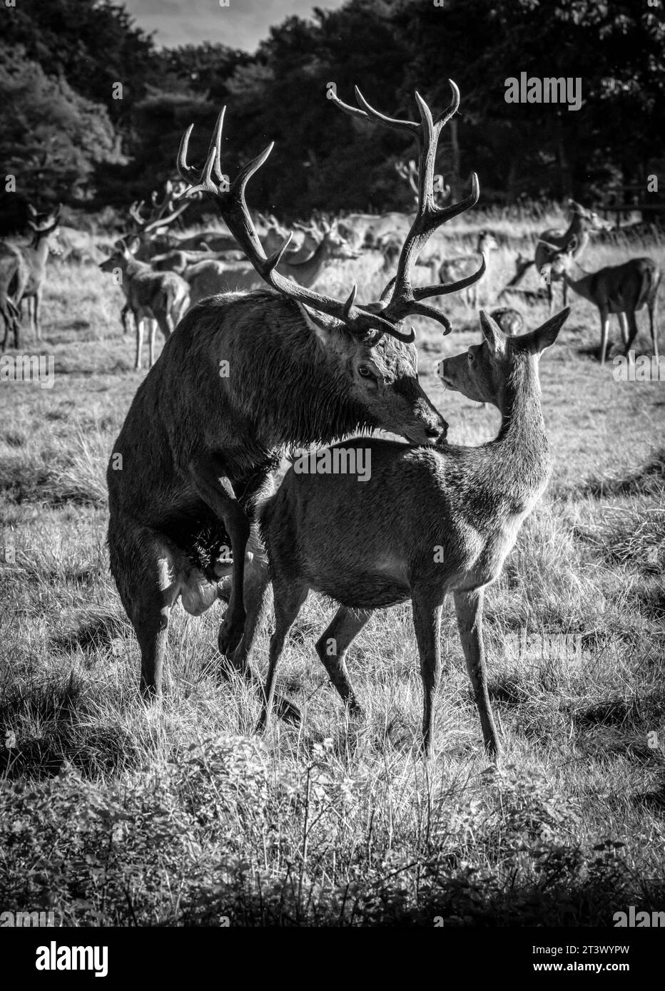 I cervi durante l'ultima stagione in bianco e nero Foto Stock
