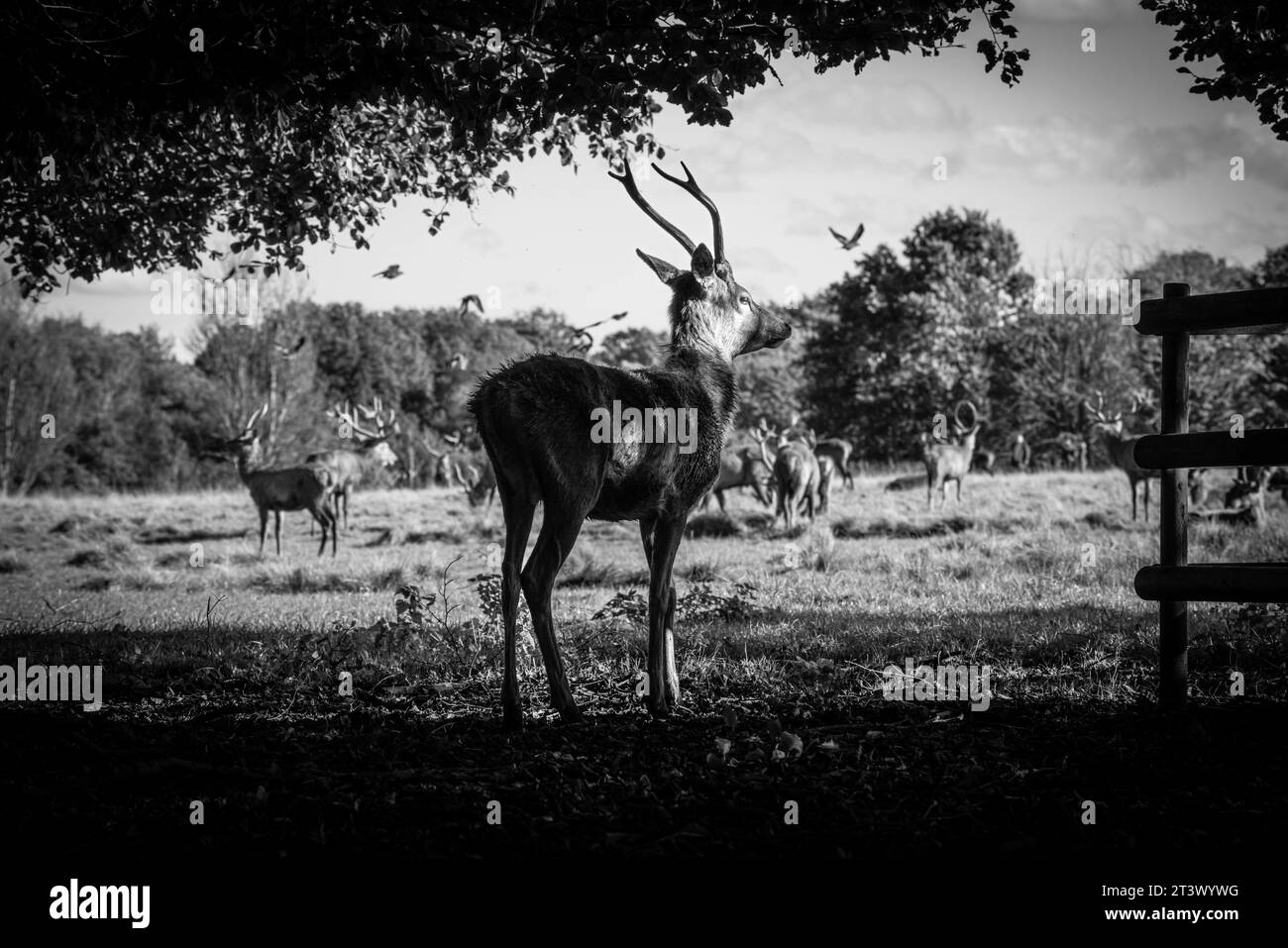 Il tuo cervo che guarda la mandria in un parco in bianco e nero Foto Stock