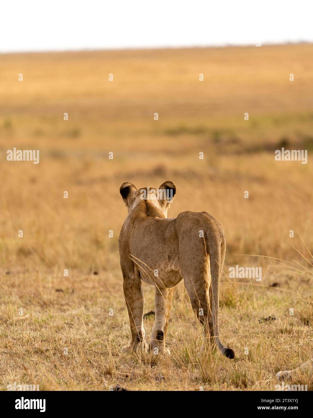 Leoni nelle pianure di Maasai Mara Foto Stock