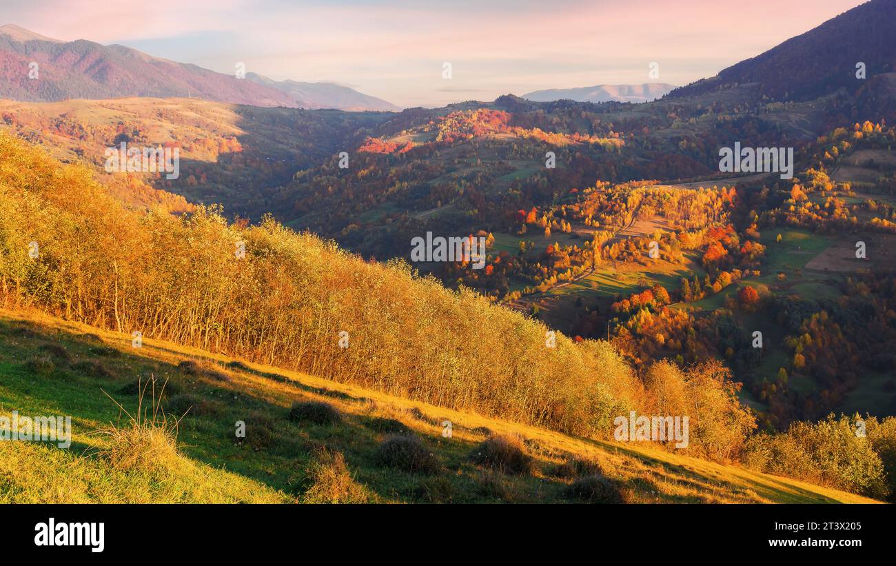foresta sulla collina. paesaggio rurale montuoso in autunno. paesaggio di campagna alla luce della sera Foto Stock