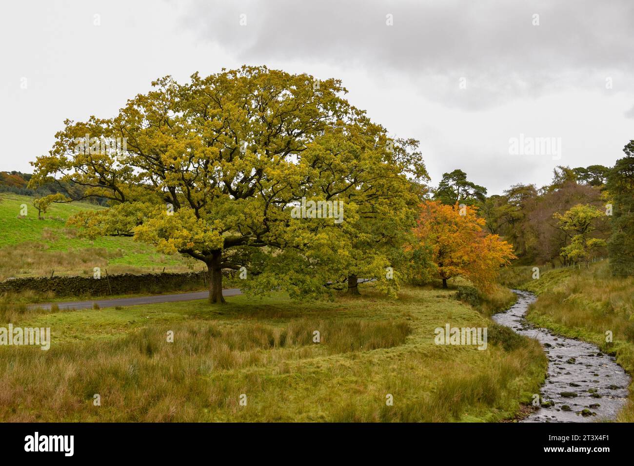 Una piccola fila di alberi dai colori dell'inizio dell'autunno tra un fiume e una stretta strada rurale con un muro di pietra che lo costeggia. Foto Stock