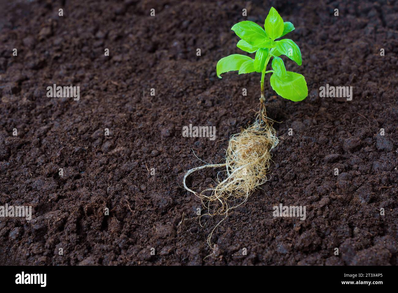 Pianta di basilico giovane, robusta e fiorente, con radici dense e sane, collocate sul terreno coltivato pronto per il trapianto. Il giardinaggio e l'agricoltura si riferiscono Foto Stock