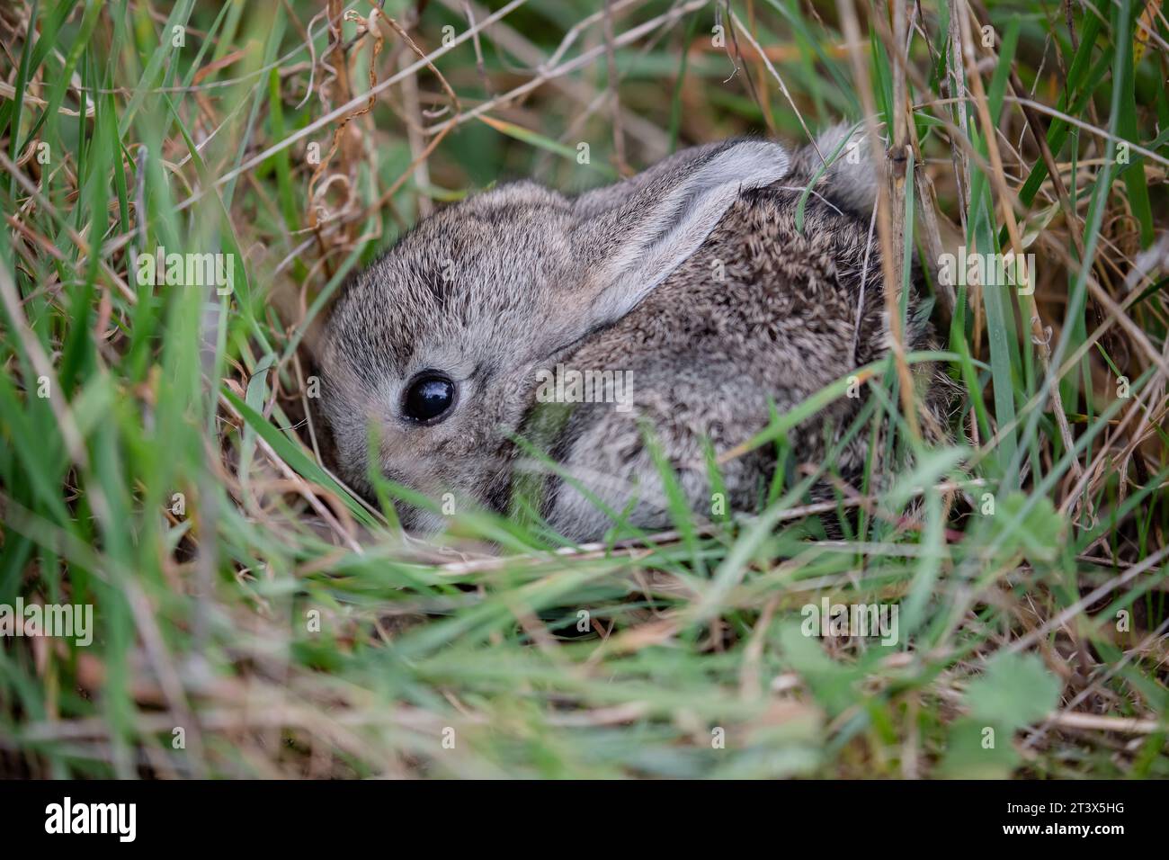 Piccolo e carino coniglio spagnolo nascosto e mimetizzato nell'erba Foto Stock