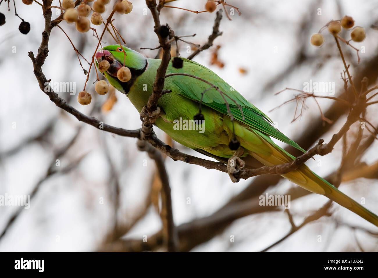 Parakeet dagli anelli di rosa che si nutrono del ramo di un albero a Madrid, questo uccello è una specie invasiva Foto Stock