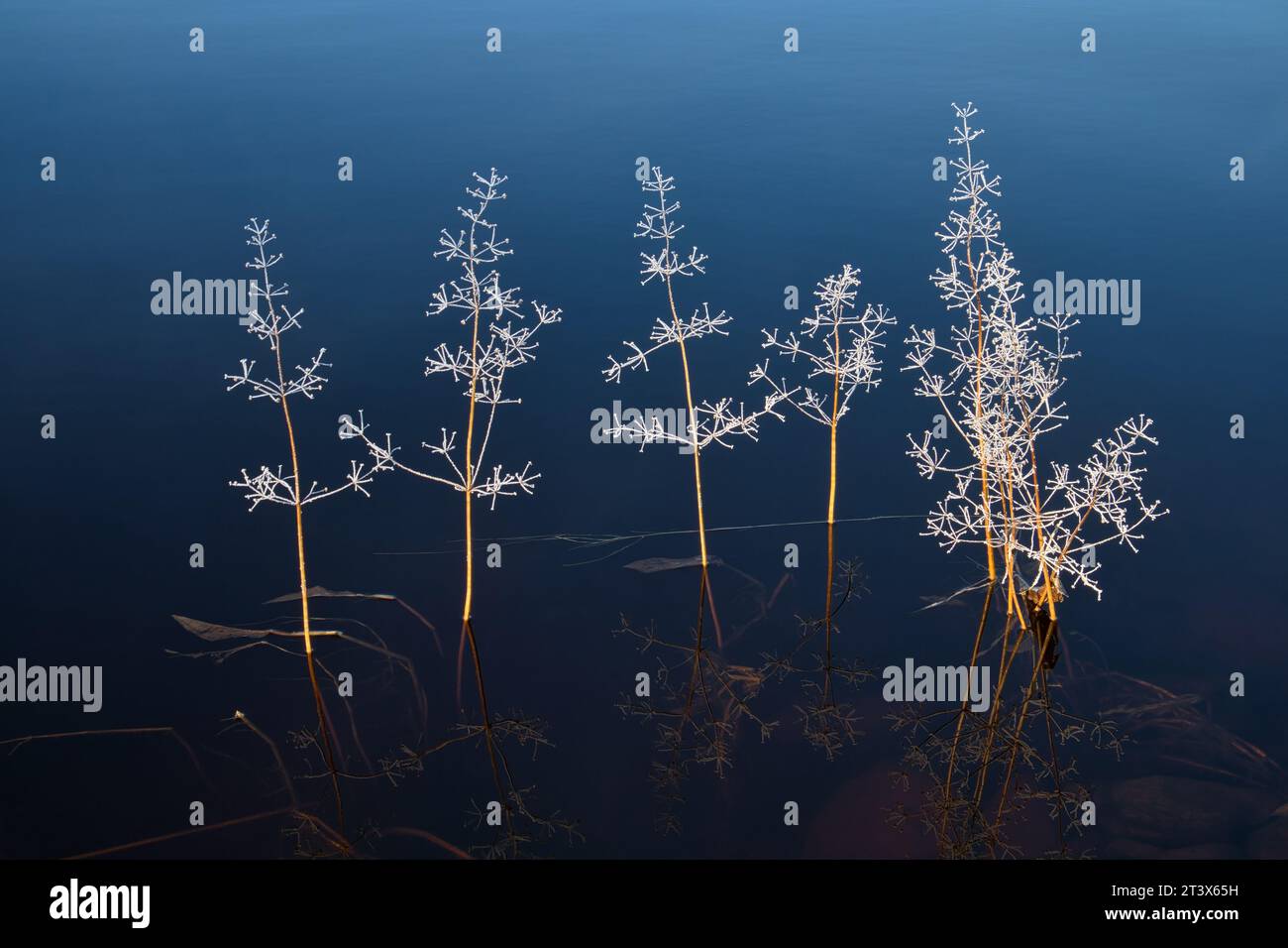 piante ghiacciate che sbirciano fuori dall'acqua calma Foto Stock