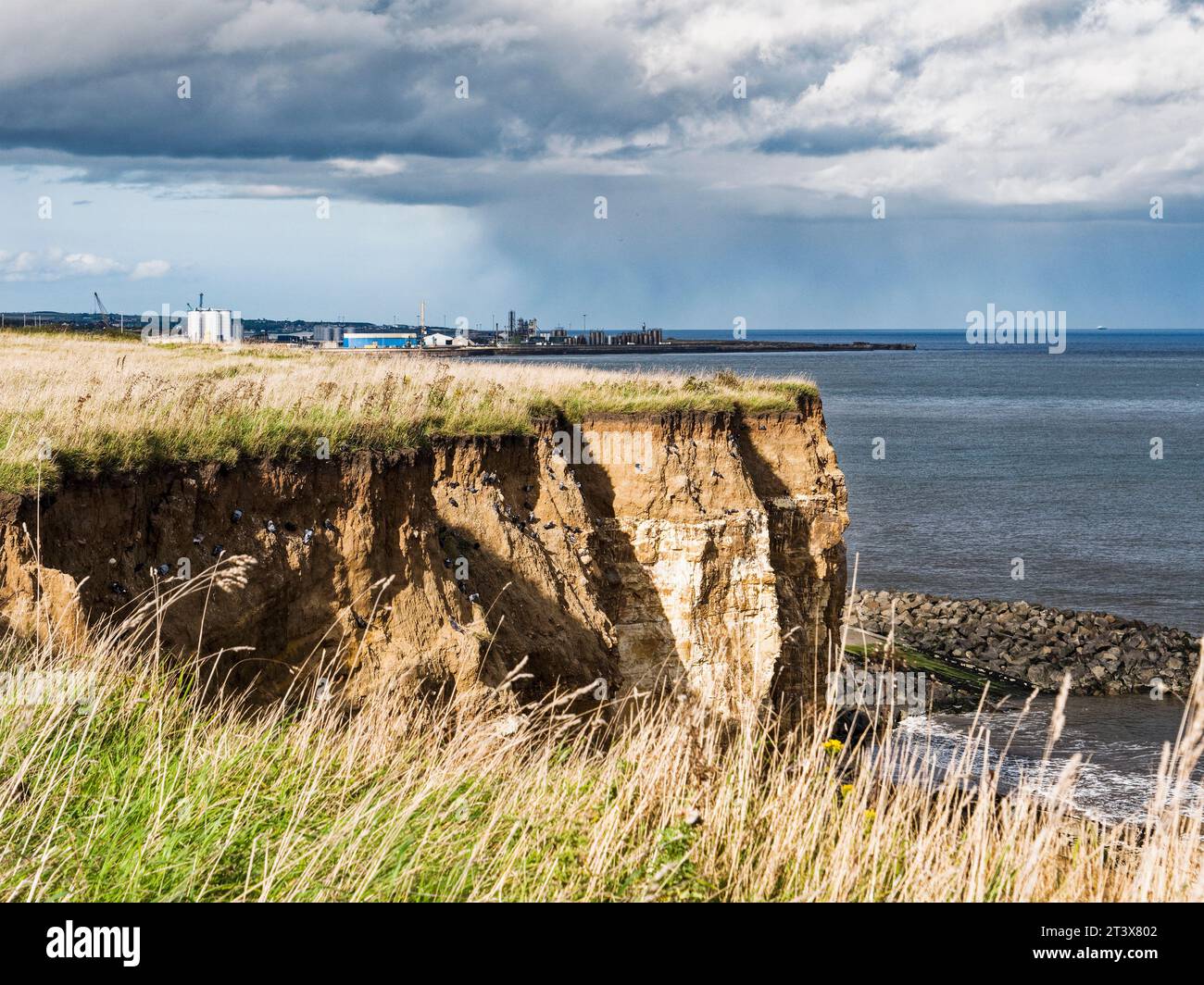 Scogliere con uccelli residenti e moli a Sunderland, Regno Unito Foto Stock
