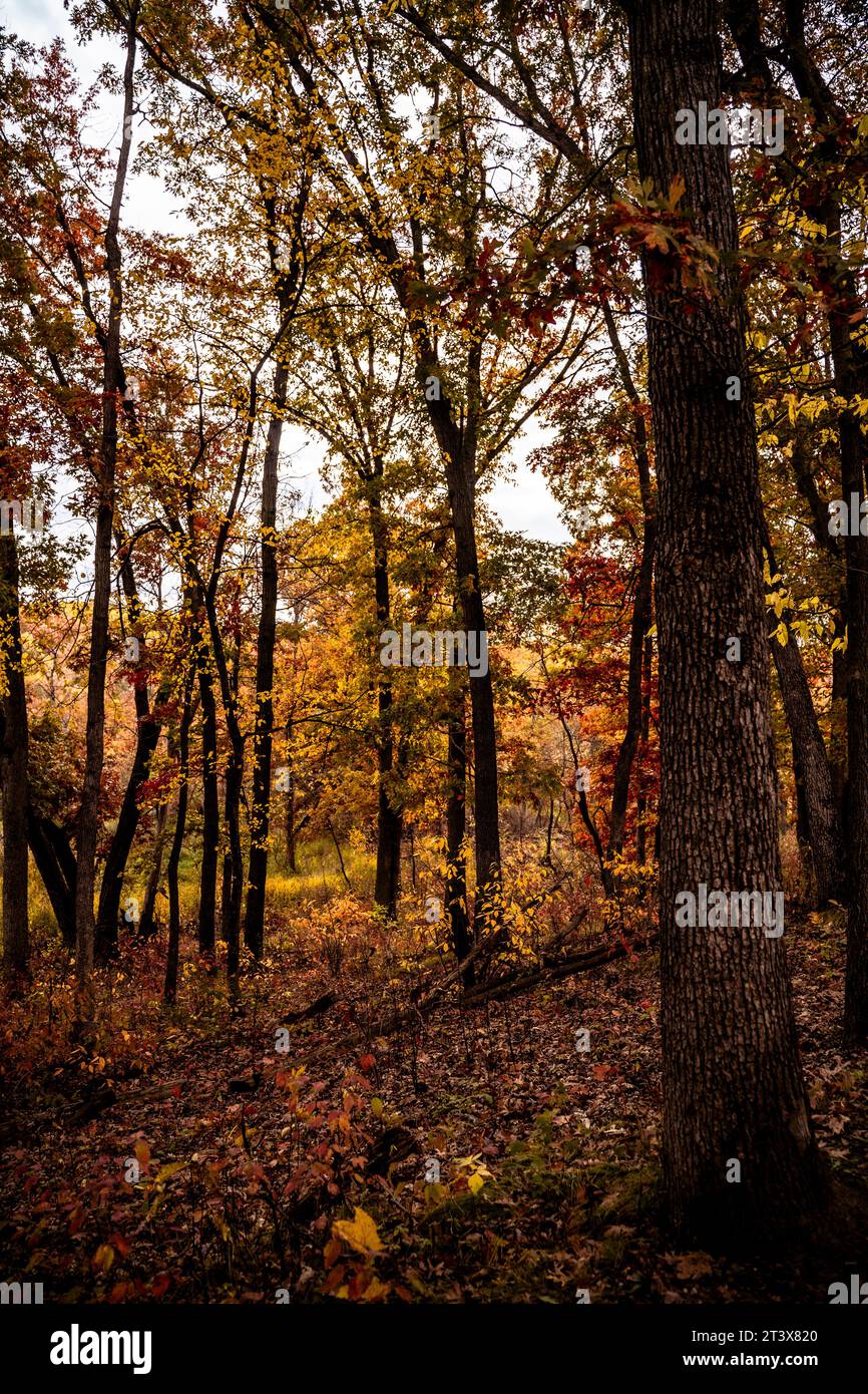 Alberi alti colorati nel buio pomeriggio d'autunno Foto Stock