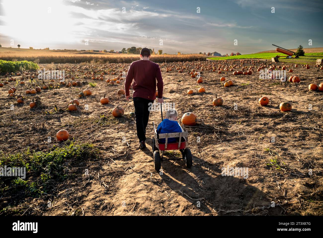Padre che tira il figlio del bambino in Red Wagon attraverso Pumpkin Patch in autunno Foto Stock