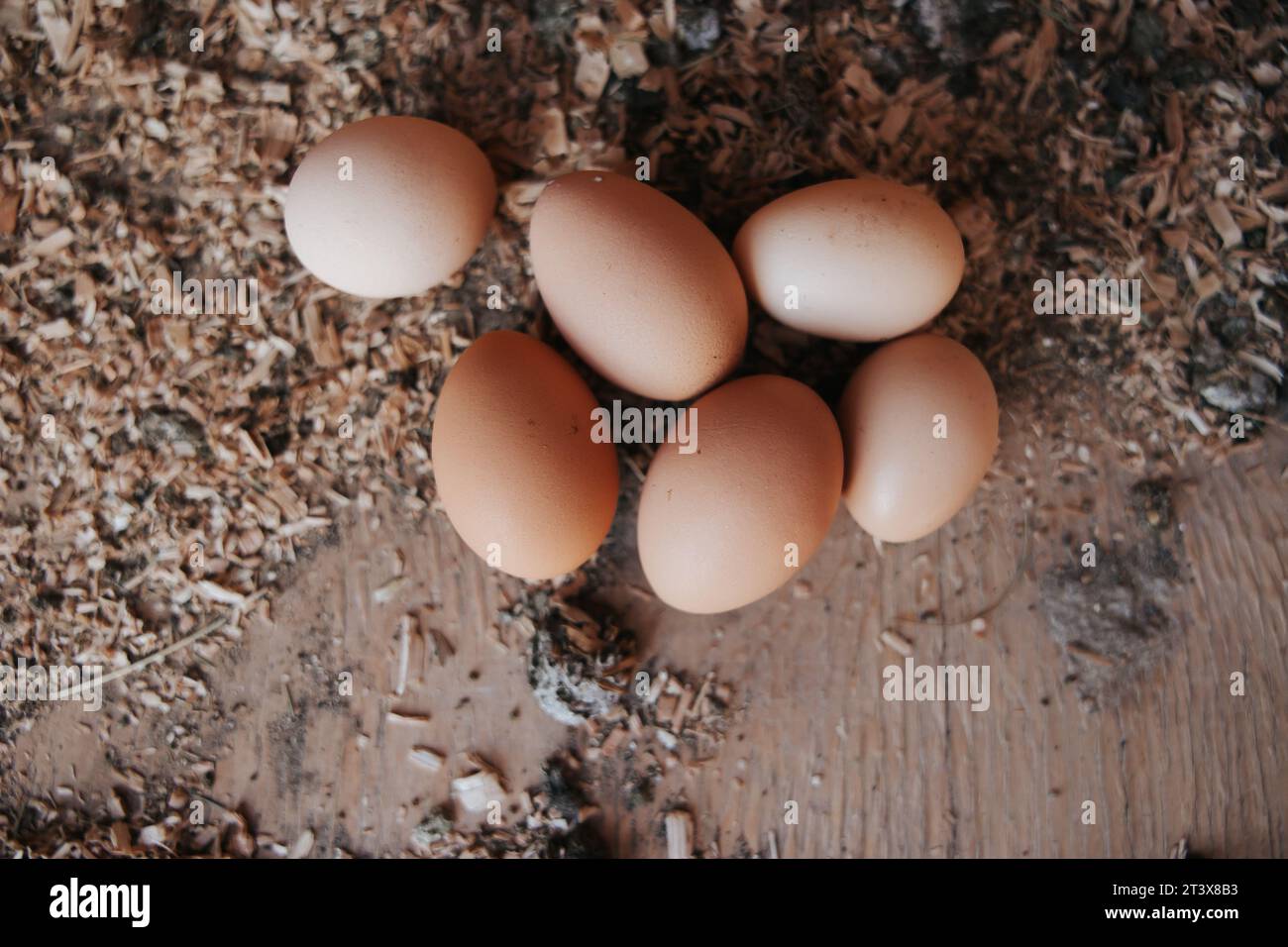 Uova di pollo fresche nel coop, bontà naturale Foto Stock