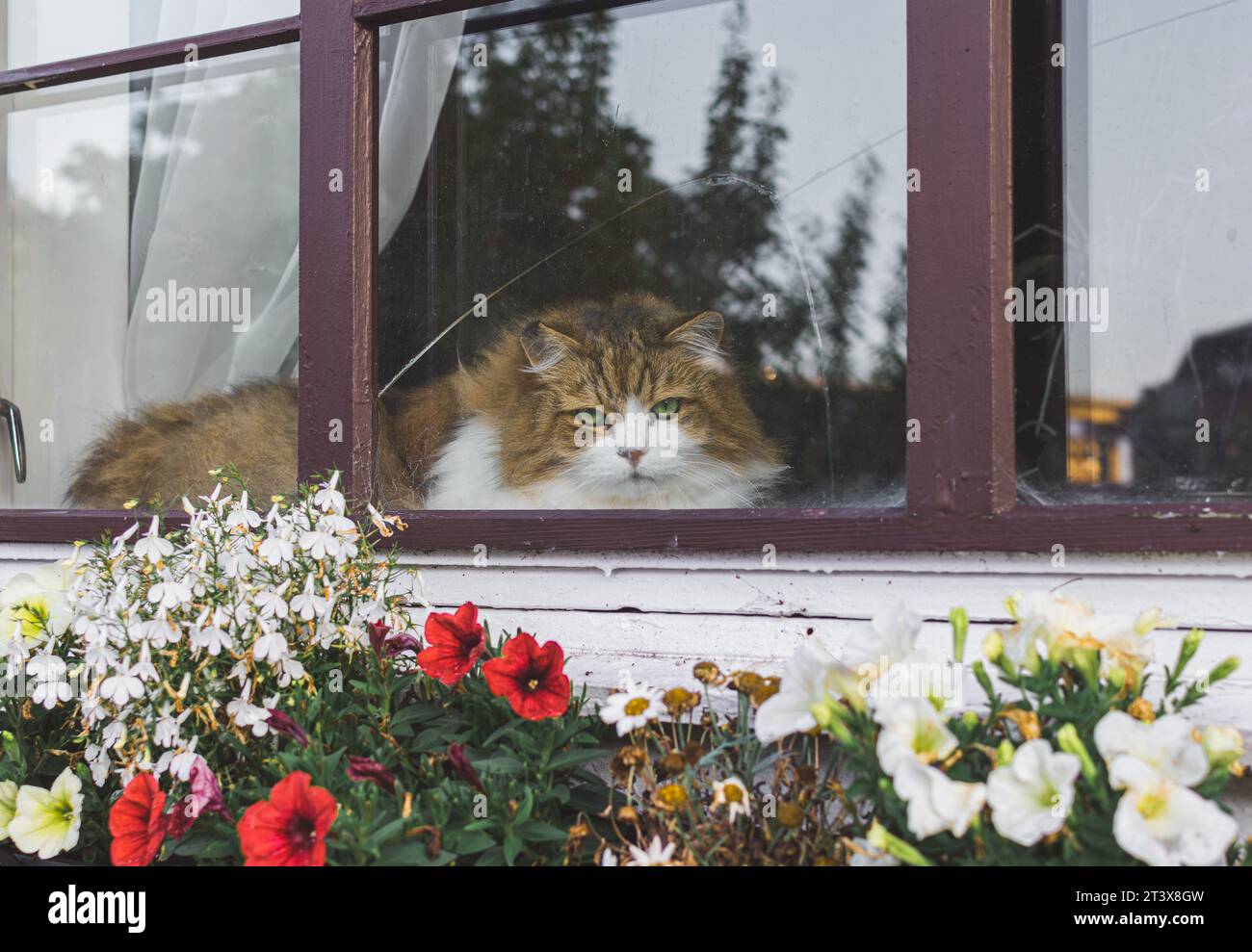 Bellissimo gatto seduto sul davanzale in un letto di fiori Foto Stock