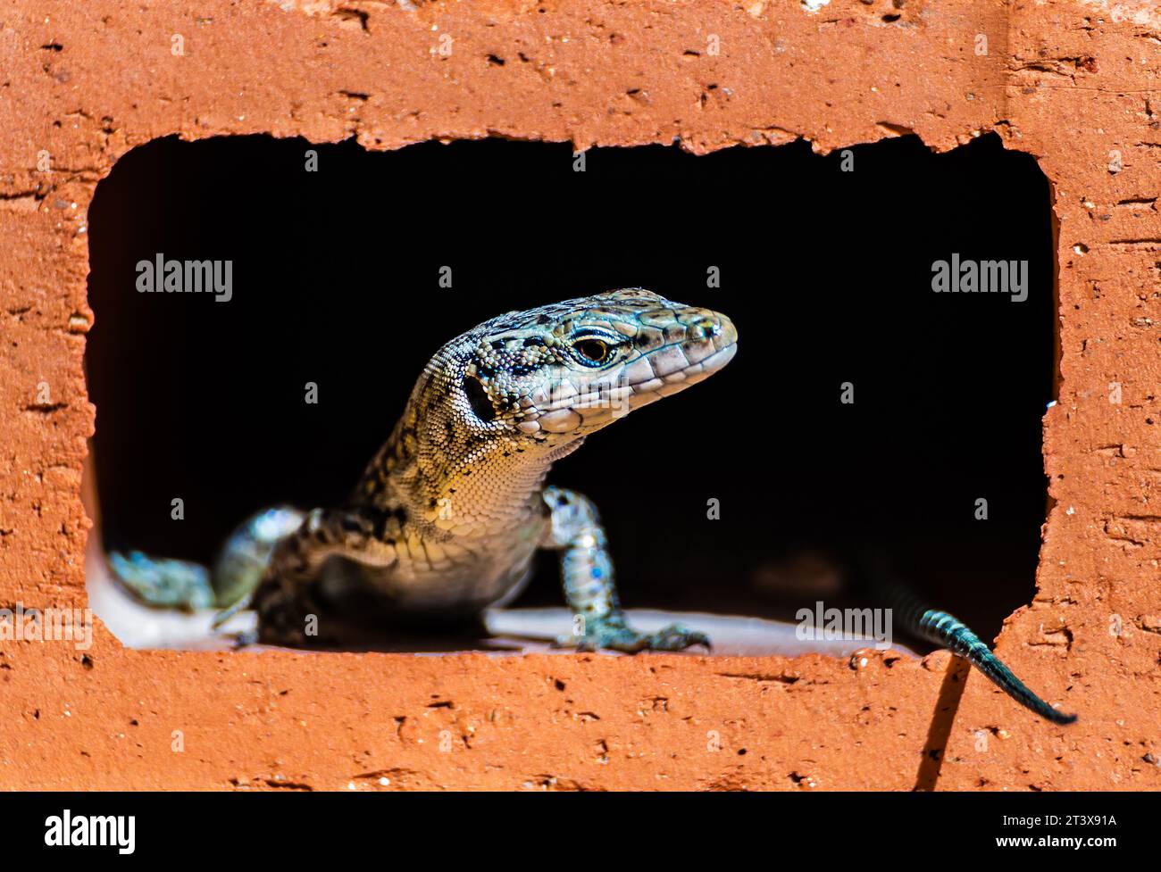 Lizard prendere il sole in un buco di mattoni Foto Stock