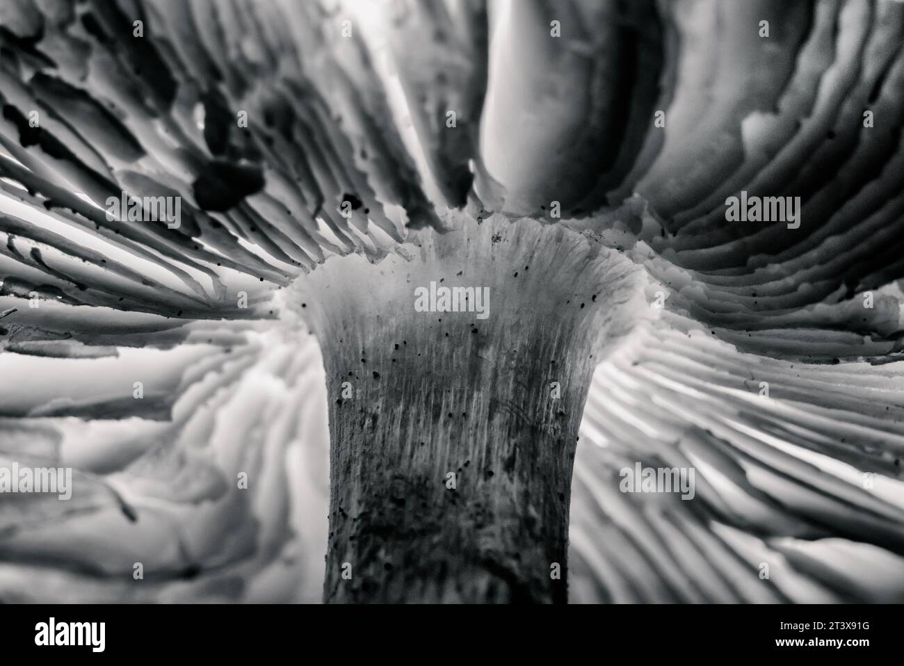 fotografia macro di funghi in bianco e nero Foto Stock
