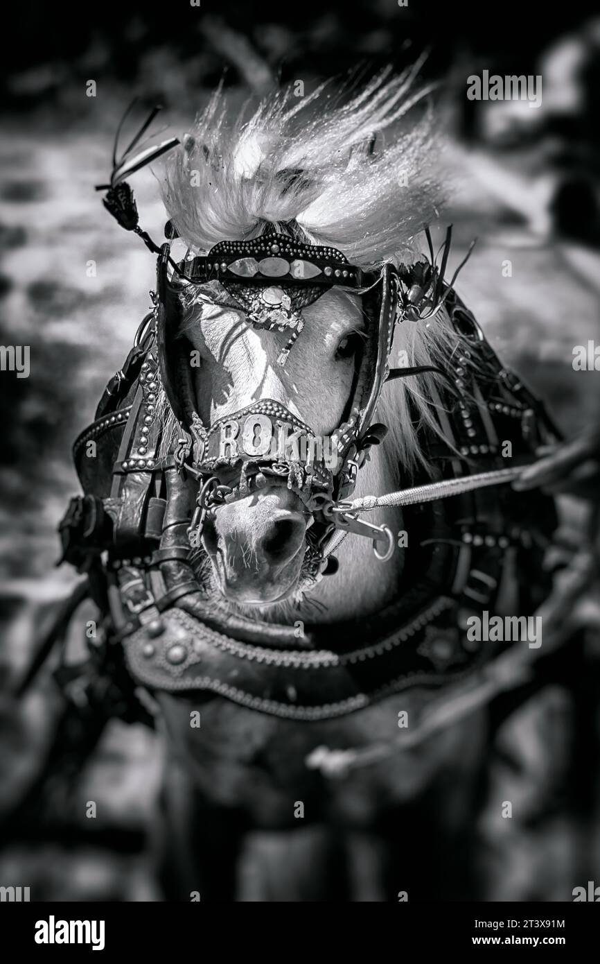 primo piano di un cavallo che corre in bianco e nero Foto Stock