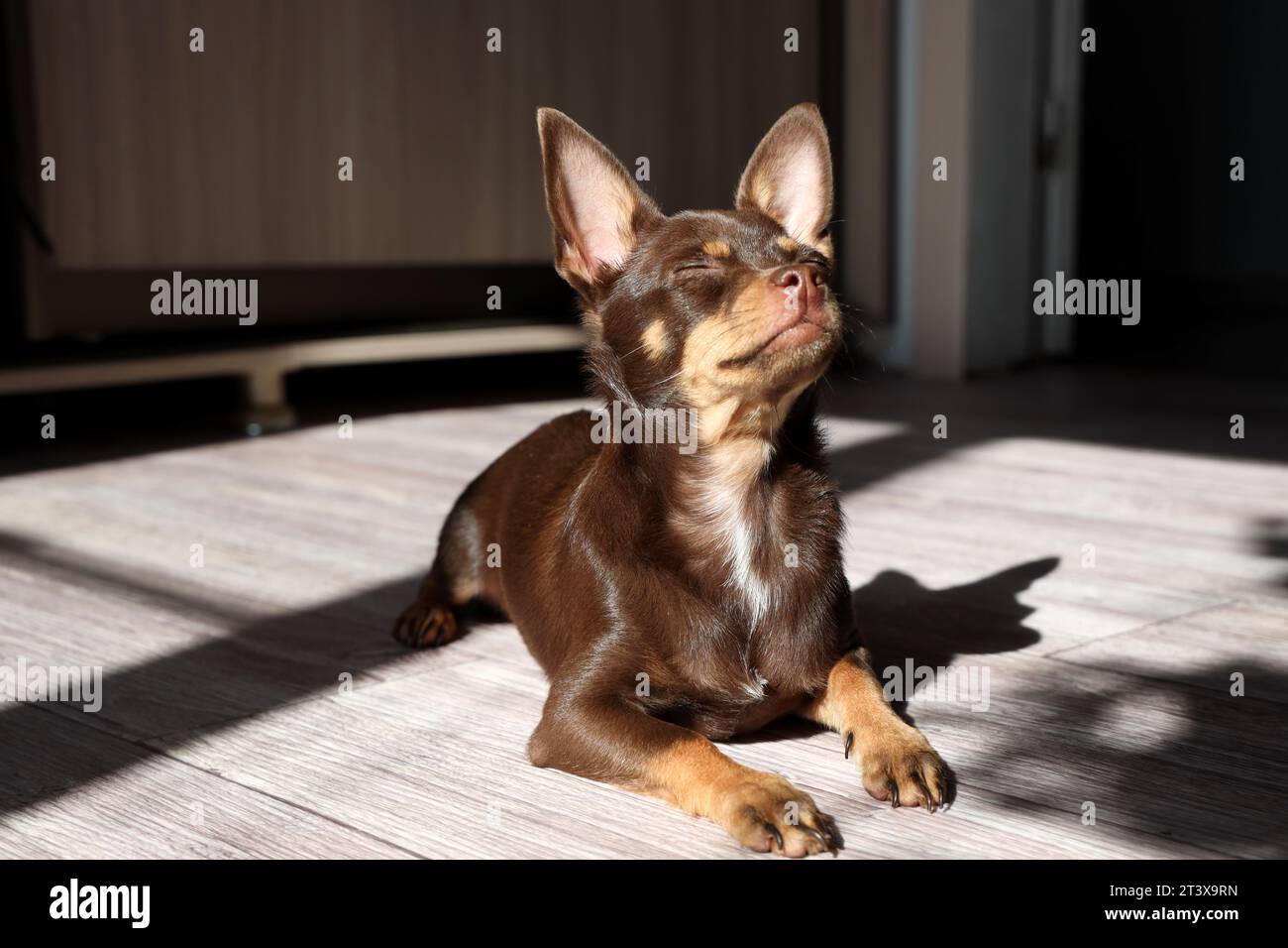 Cagnolino è sdraiato con gli occhi chiusi nel piacere, crogiolandosi al sole Foto Stock