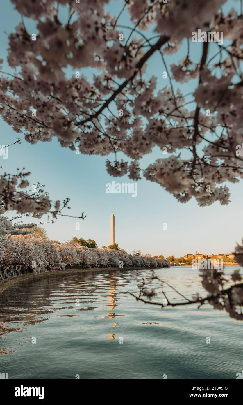 Monumento a Washington incorniciato da Cherry Blossoms Foto Stock