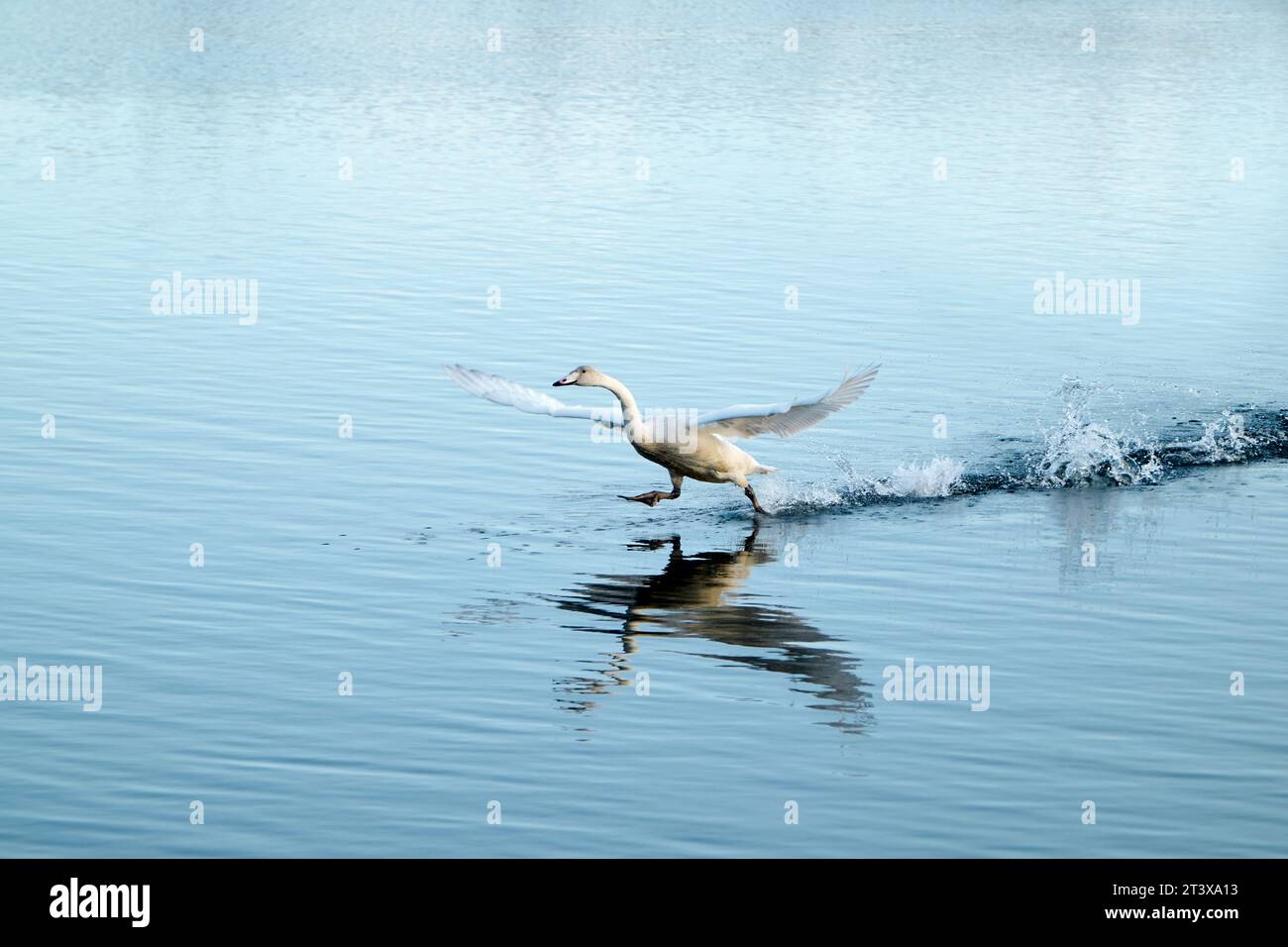 Cigno bianco che decolla dall'acqua Foto Stock