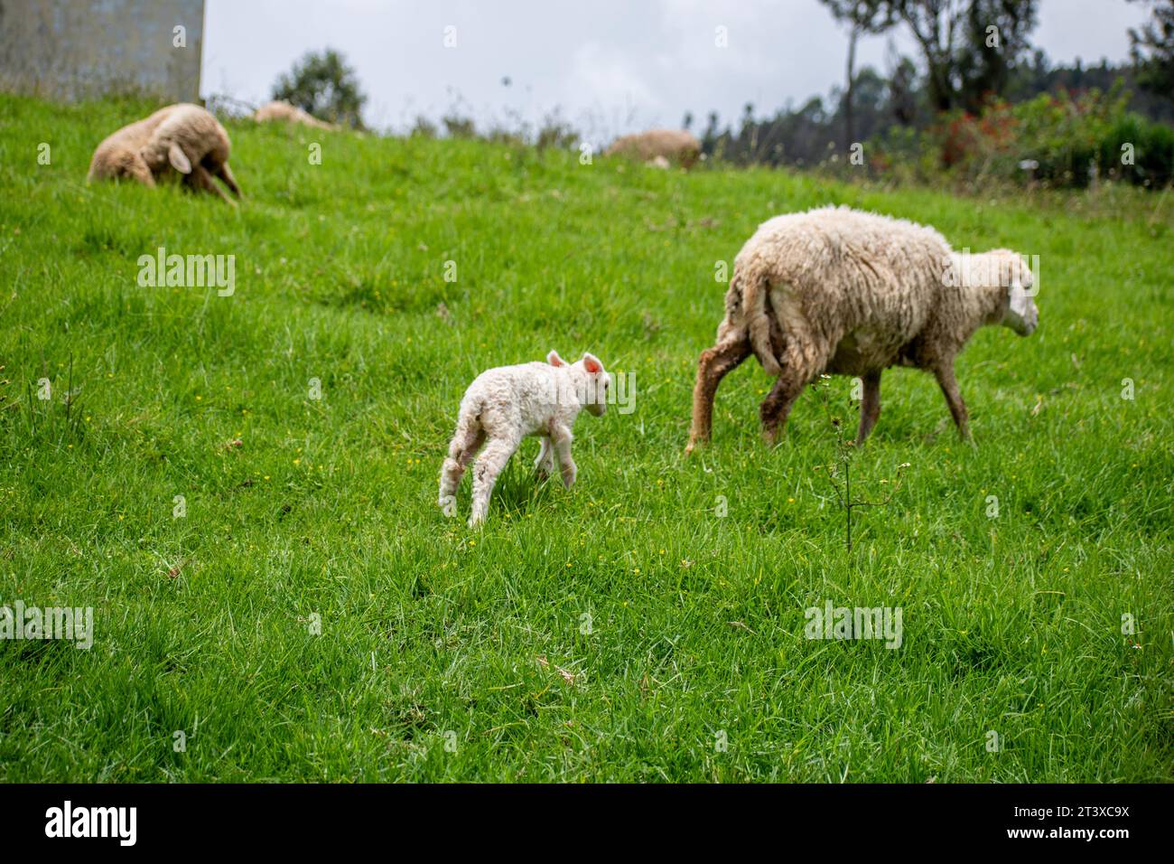 Un'immagine di un piccolo agnello che pascolava con le pecore madri Foto Stock