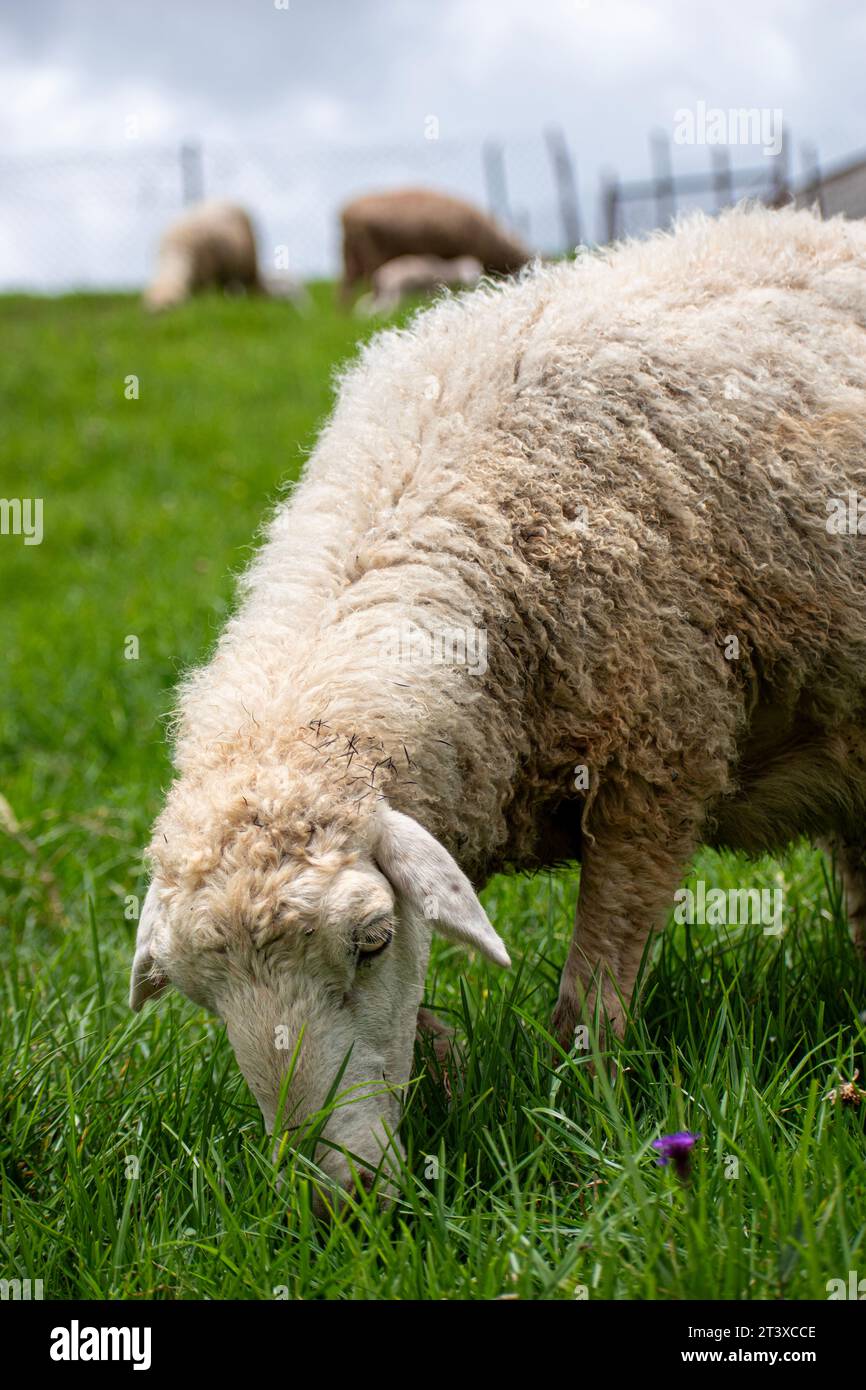 Immagine di una pecora (Ovis aries) che pascolava in un prato Foto Stock