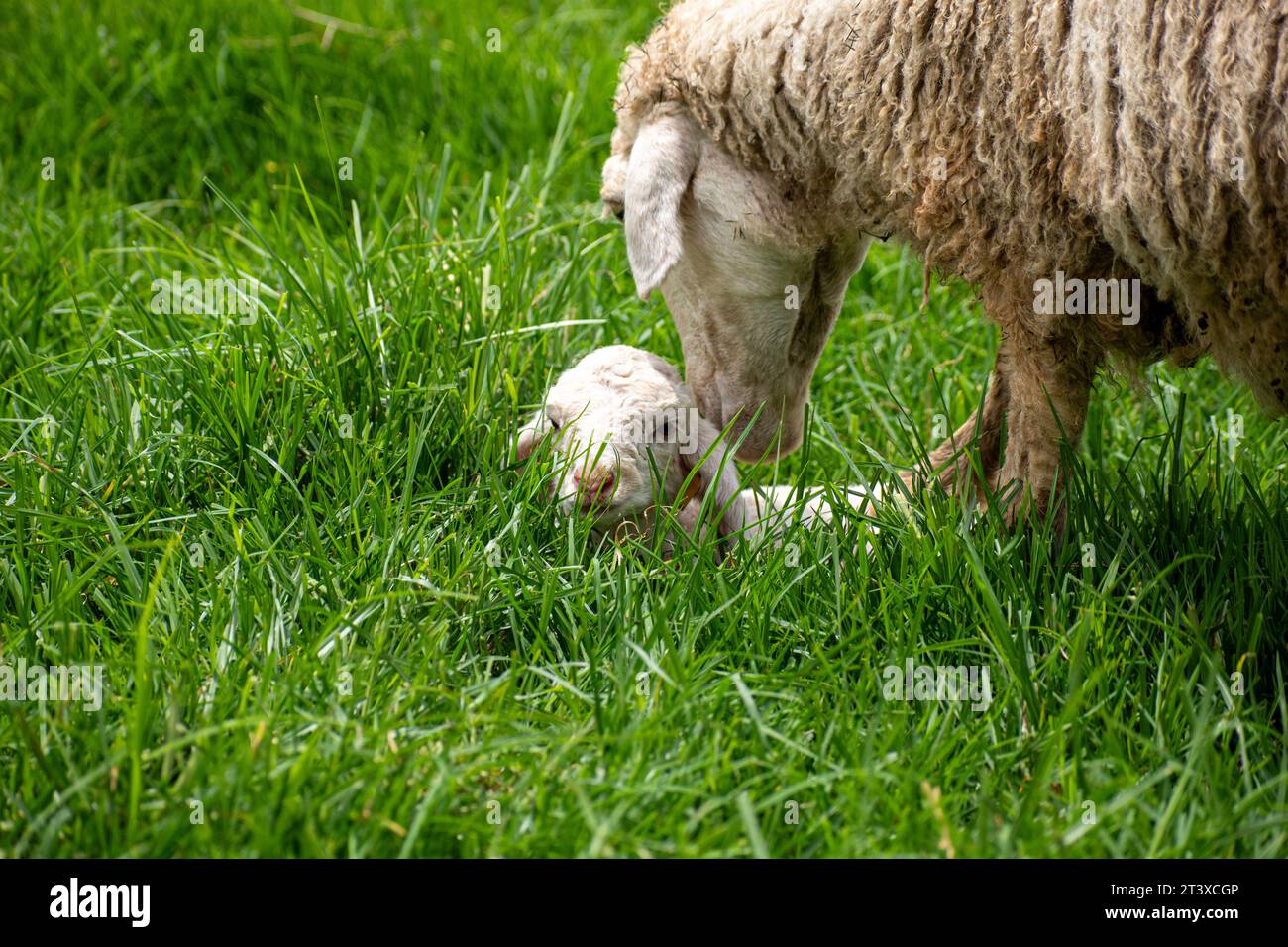 Un'immagine di un piccolo agnello che pascolava con le pecore madri Foto Stock