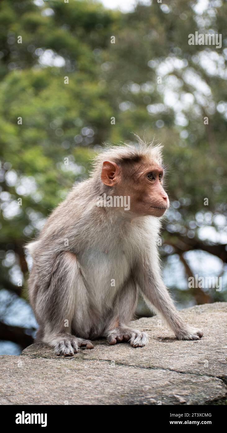 Una foto di Rhesus Monkey (Rhesus Macaque) con una mano scomparsa Foto Stock