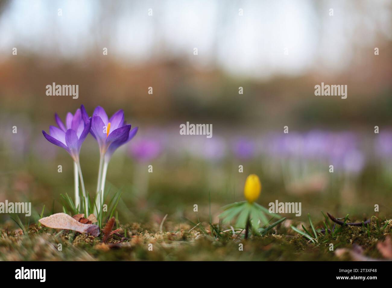 Krokus mit Frühjahrsblüher dicht über dem Boden Foto Stock