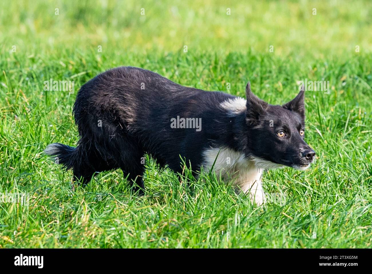 Cane da pecora che allevava pecore a Ballydehob, West Cork, Irlanda. Foto Stock