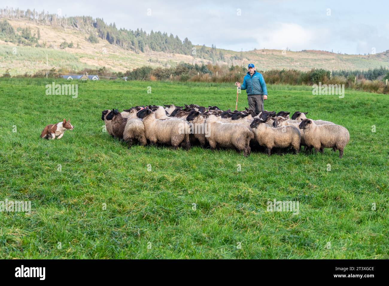 Ballydehob, West Cork, Irlanda. 13 ottobre 2023. Johnny Ward, allevatore di pecore di Ballydehob, sposta il suo gregge di pecore con l'aiuto di una delle sue pecore Foto Stock
