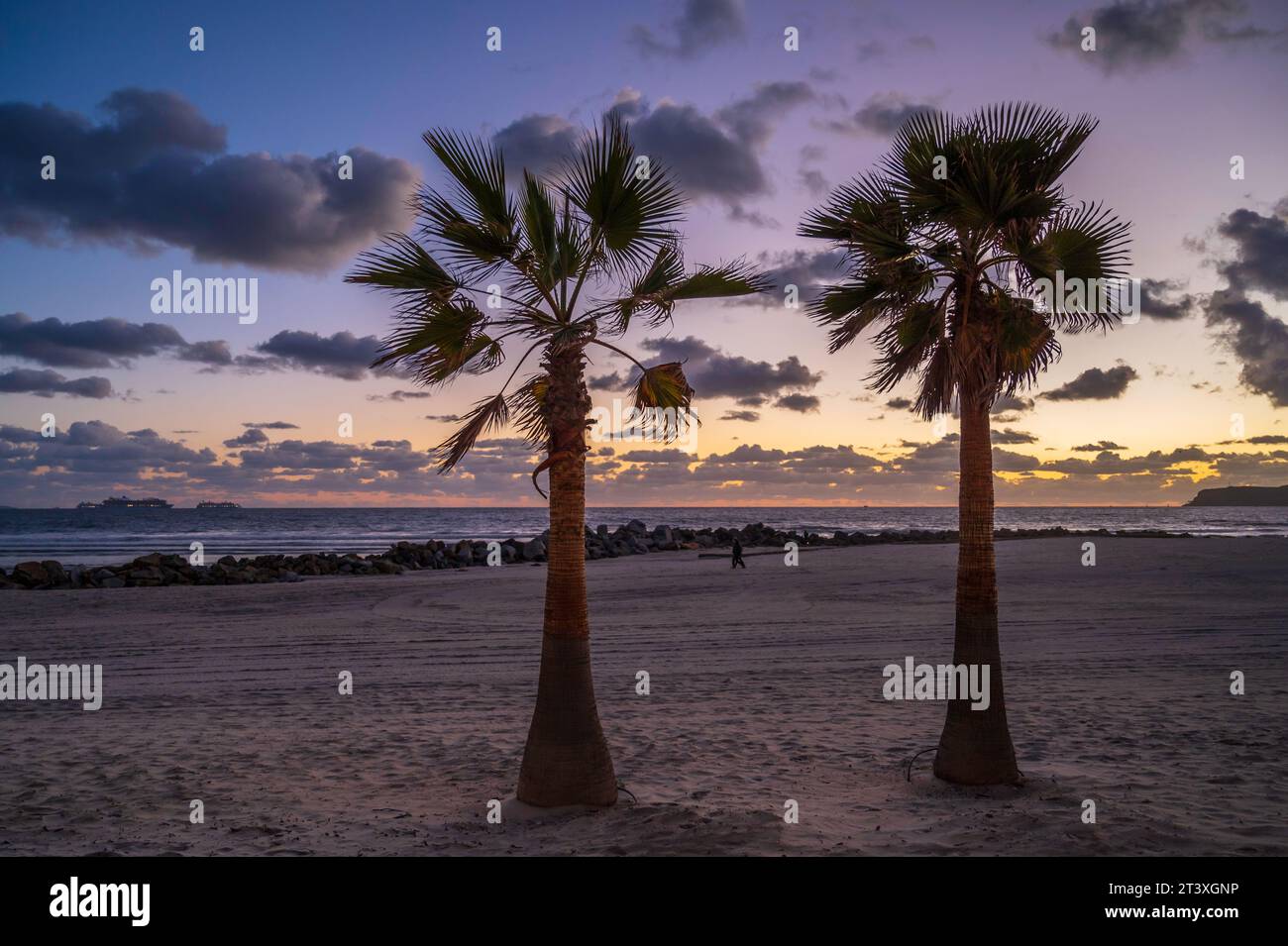 Due palme su una spiaggia nel sud della California all'alba. La spiaggia è a San Diego Foto Stock