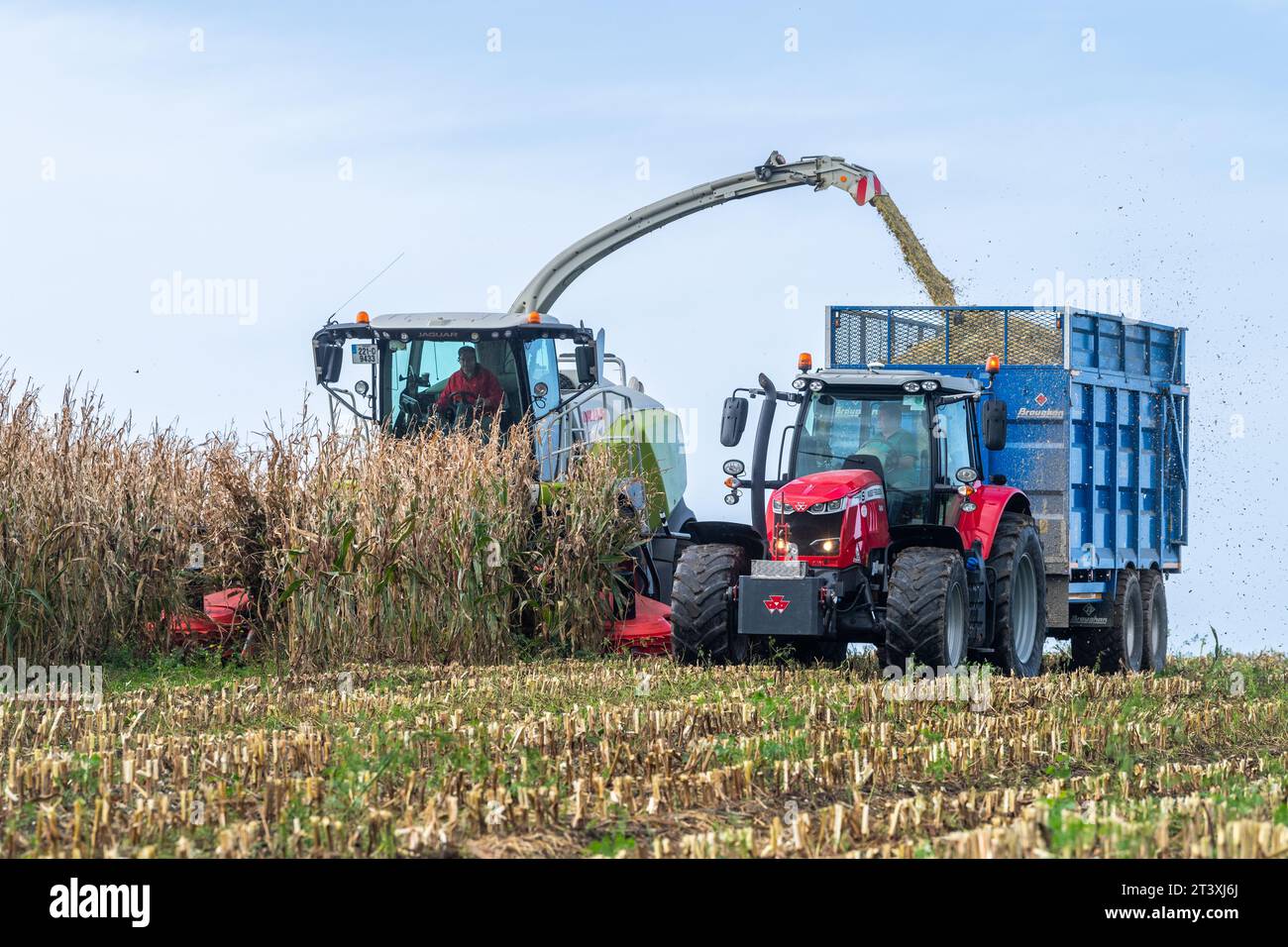 Mark Troy Agricultural Contractors, West Cork, Irlanda, raccoglie mais utilizzando una mietitrebbia Claas Jaguar 990 per produrre 25 tonnellate per acro. Foto Stock