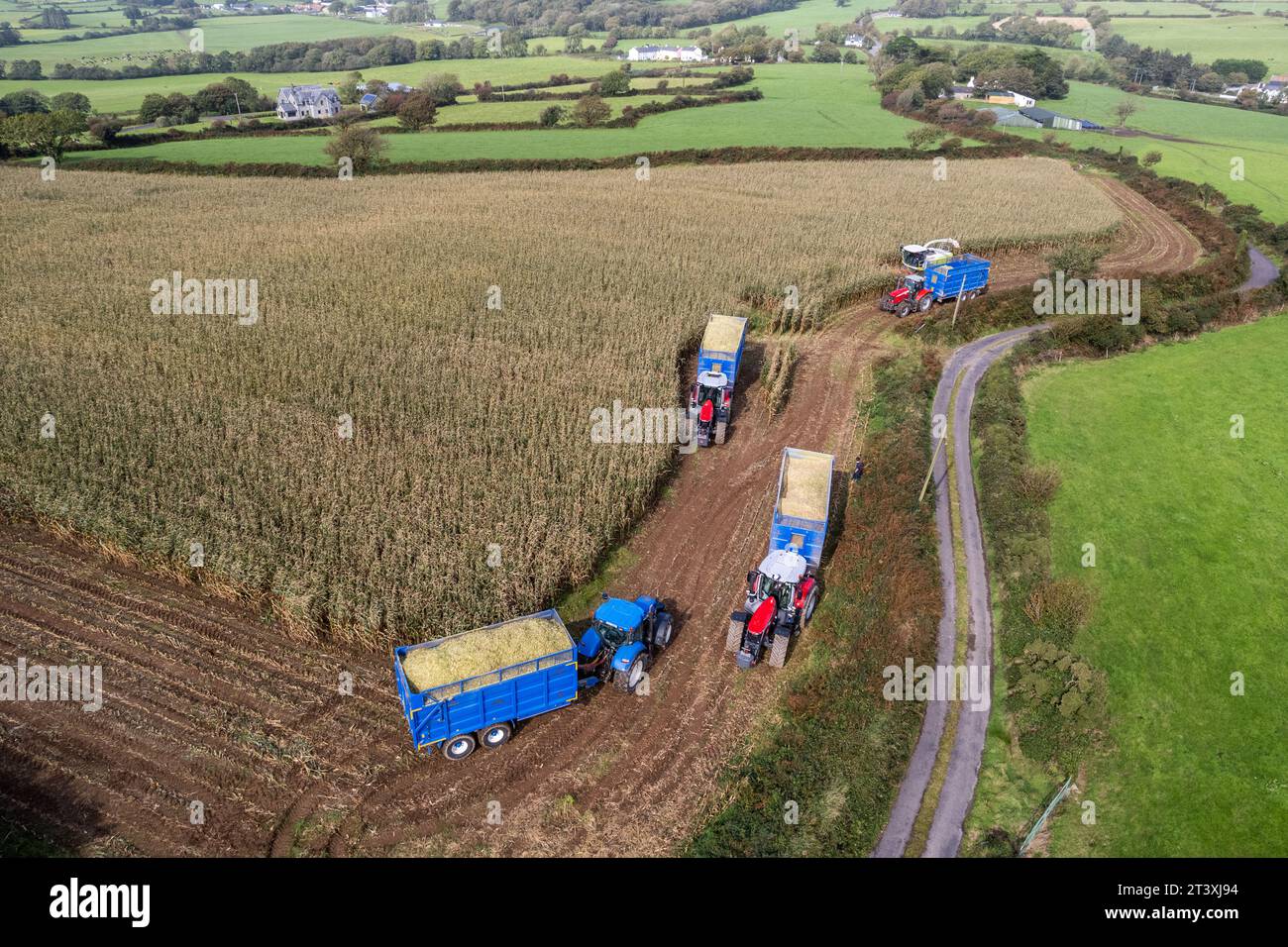 Mark Troy Agricultural Contractors, West Cork, Irlanda, raccoglie mais utilizzando una mietitrebbia Claas Jaguar 990 per produrre 25 tonnellate per acro. Foto Stock