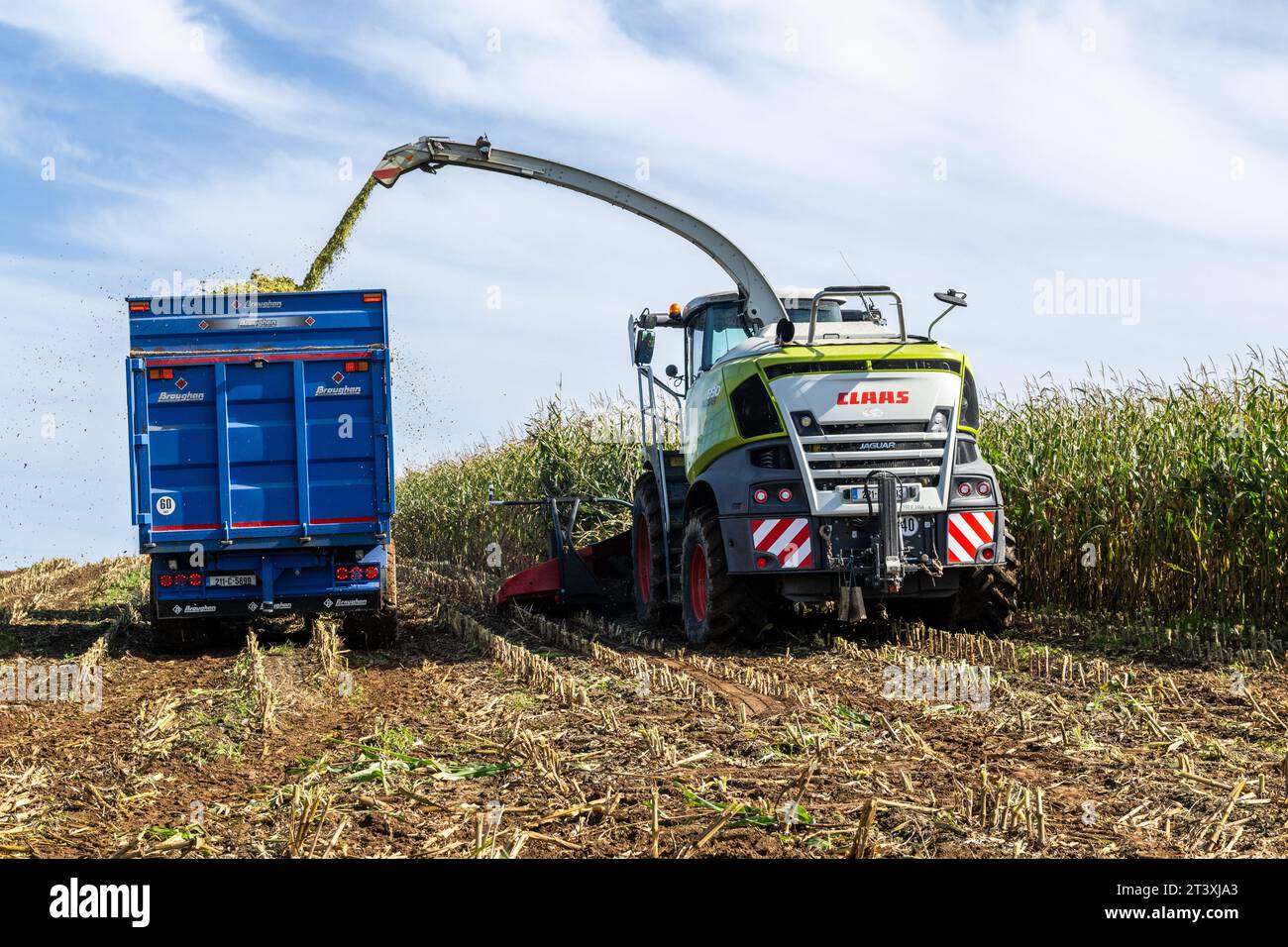 Mark Troy Agricultural Contractors, West Cork, Irlanda, raccoglie mais utilizzando una mietitrebbia Claas Jaguar 990 per produrre 25 tonnellate per acro. Foto Stock