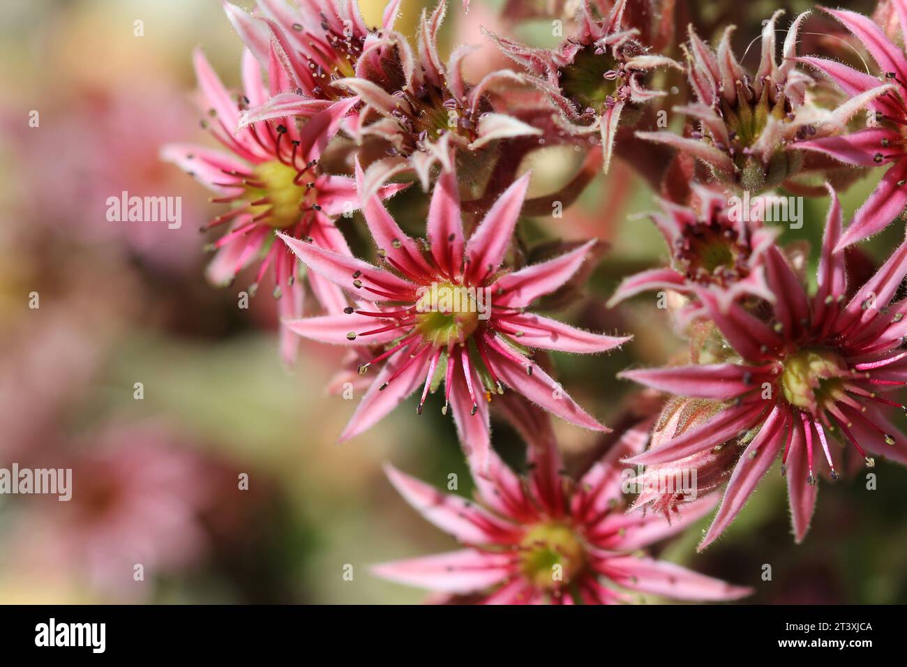 I fiori rosa del Sempervivum, Casa Leek Foto Stock