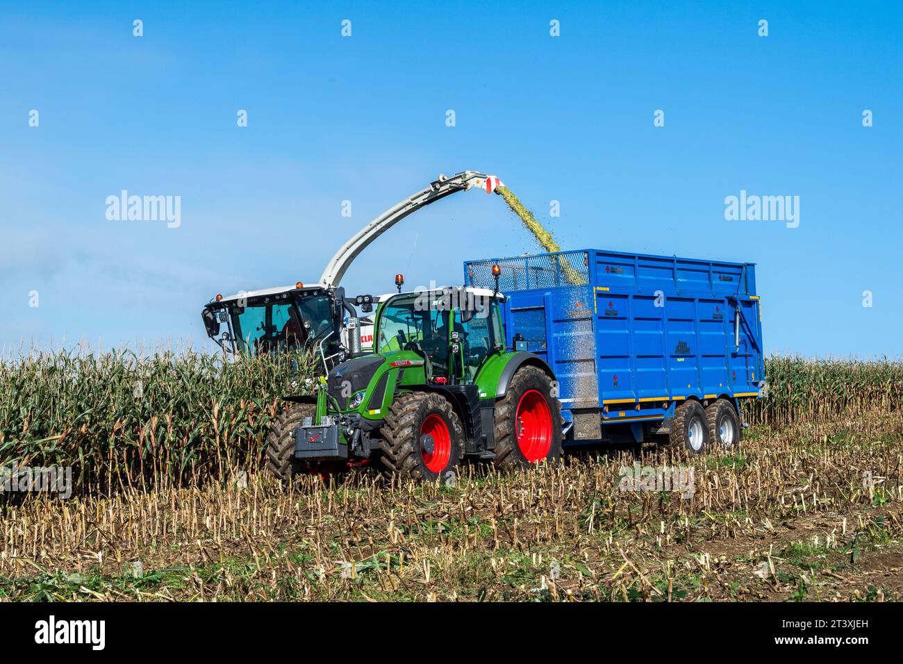 Mark Troy Agricultural Contractors, West Cork, Irlanda, raccoglie mais utilizzando una mietitrebbia Claas Jaguar 990 per produrre 25 tonnellate per acro. Foto Stock