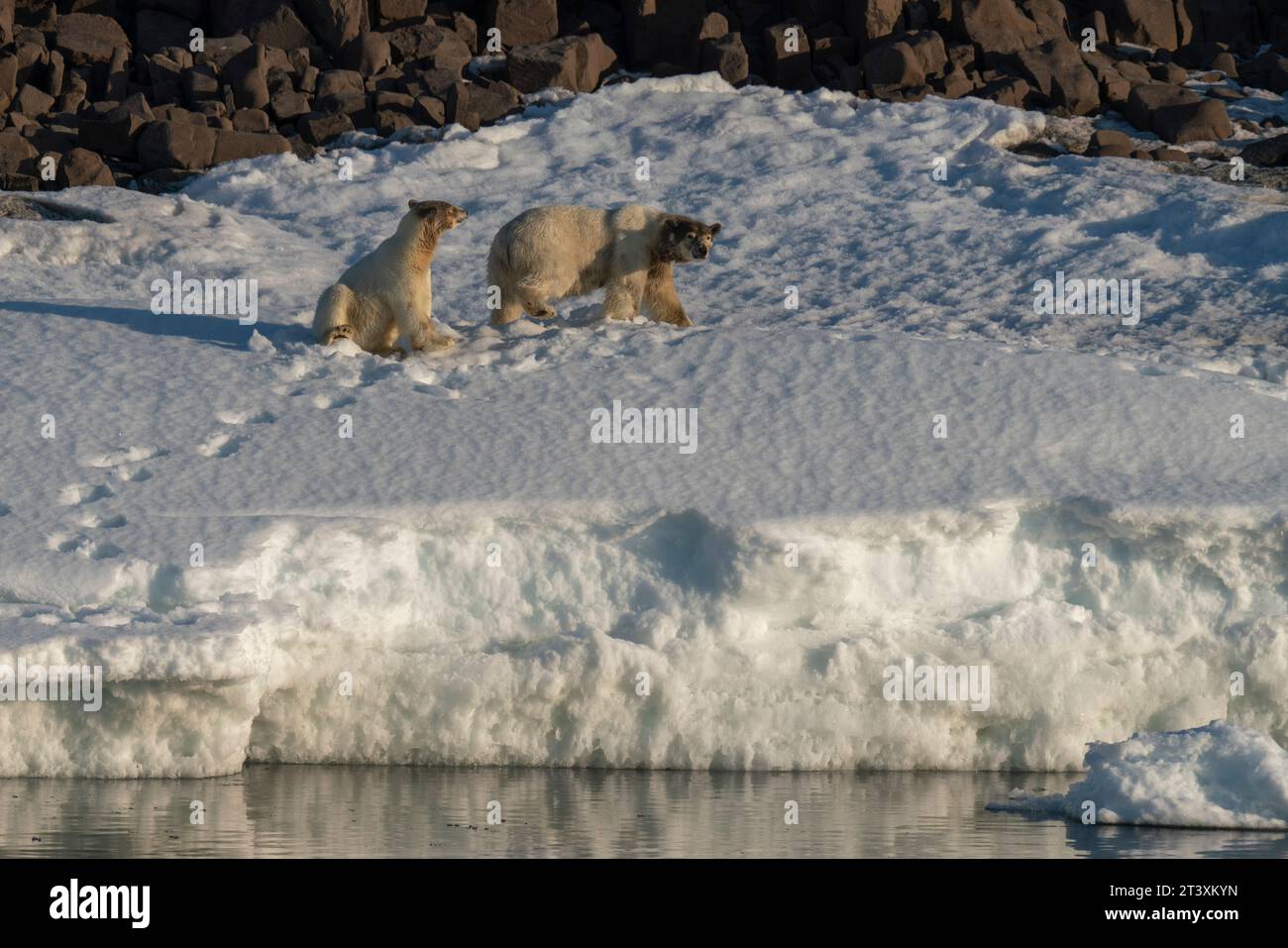 Isola di Van Otteroya, Isole Svalbard, Norvegia. Foto Stock