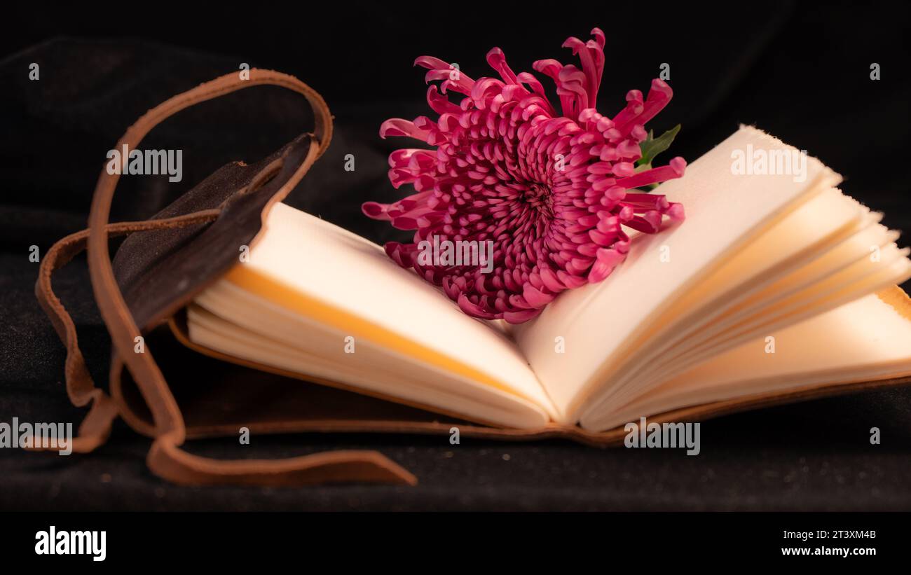 Primo piano di un diario aperto in pelle marrone con un fiore rosa scuro al centro. Foto Stock
