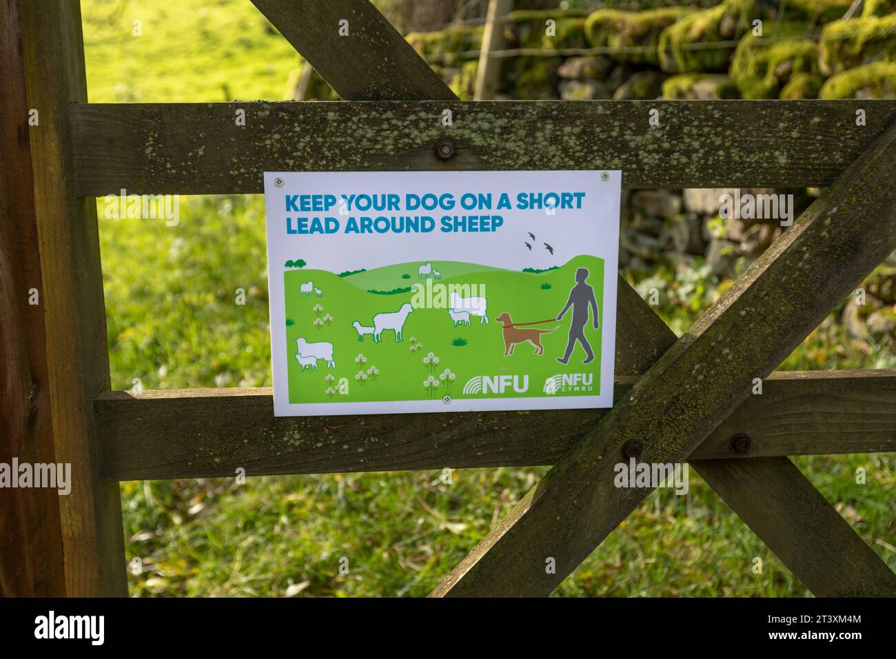 Un cartello della NFU su un cancello degli agricoltori che avverte dei cani che preoccupano le pecore. Foto Stock