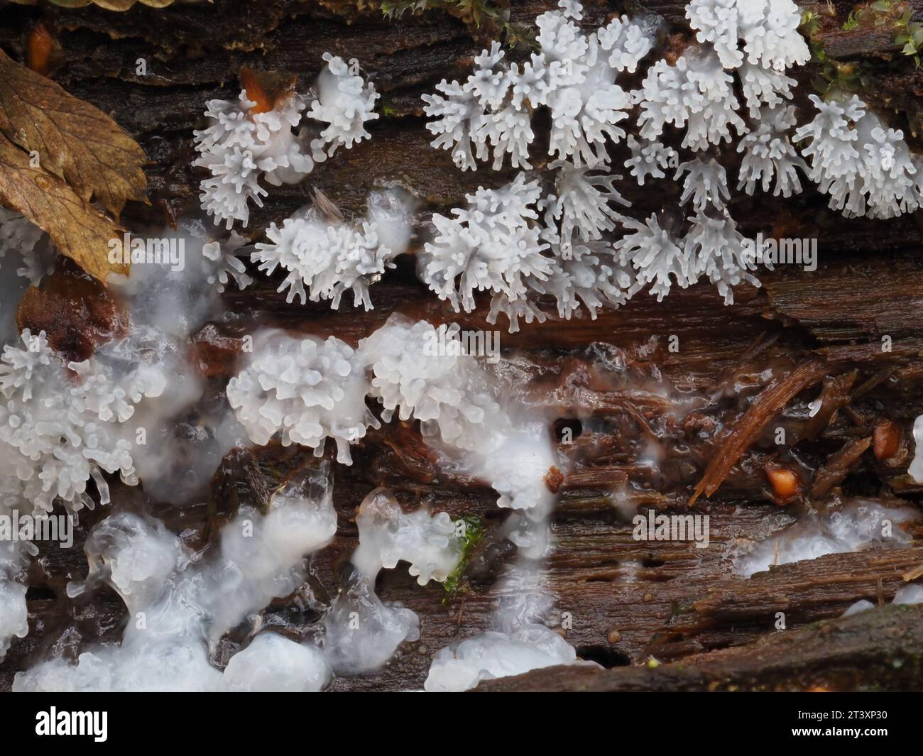 Ceratiomyxa fruticulosa, nota anche come muffa di melma di corallo, che cresce su tronchi umidi e muscolosi. Devon, Regno Unito. Foto Stock