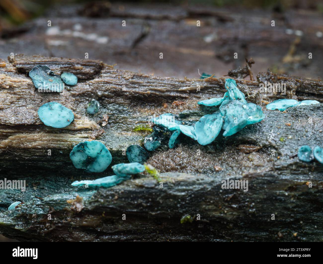 Chlorociboria aeruginascens, noto anche come fungo Green Wood Cup. REGNO UNITO. Foto Stock