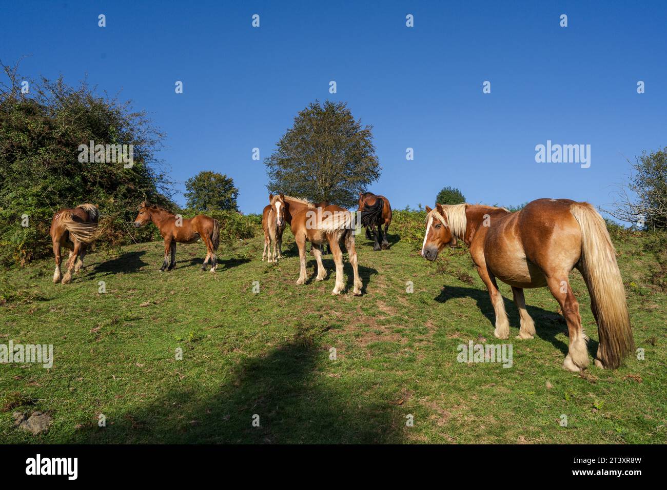 Sentiero GR 20 - percorso circolare per Aralar, parco naturale Aralar, Guipuzcoa-Navarra, Spagna. Foto Stock