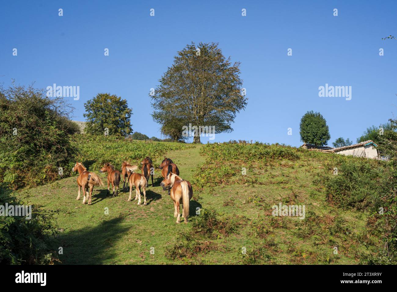 Sentiero GR 20 - percorso circolare per Aralar, parco naturale Aralar, Guipuzcoa-Navarra, Spagna. Foto Stock