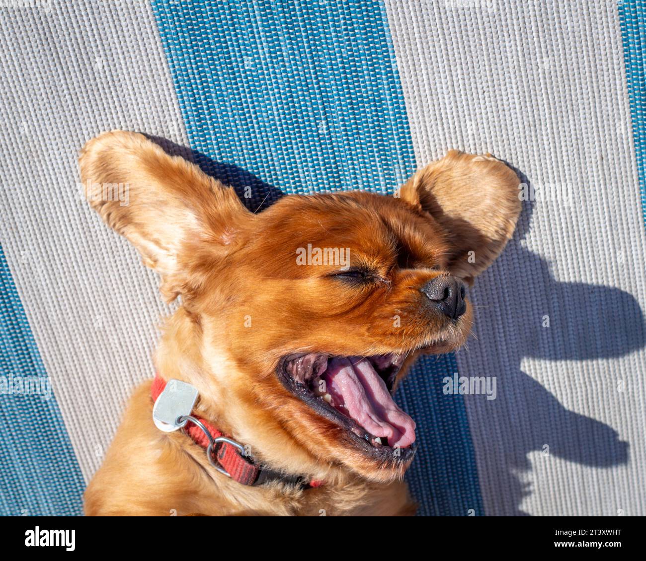 Cane divertente cane pazzo Foto Stock