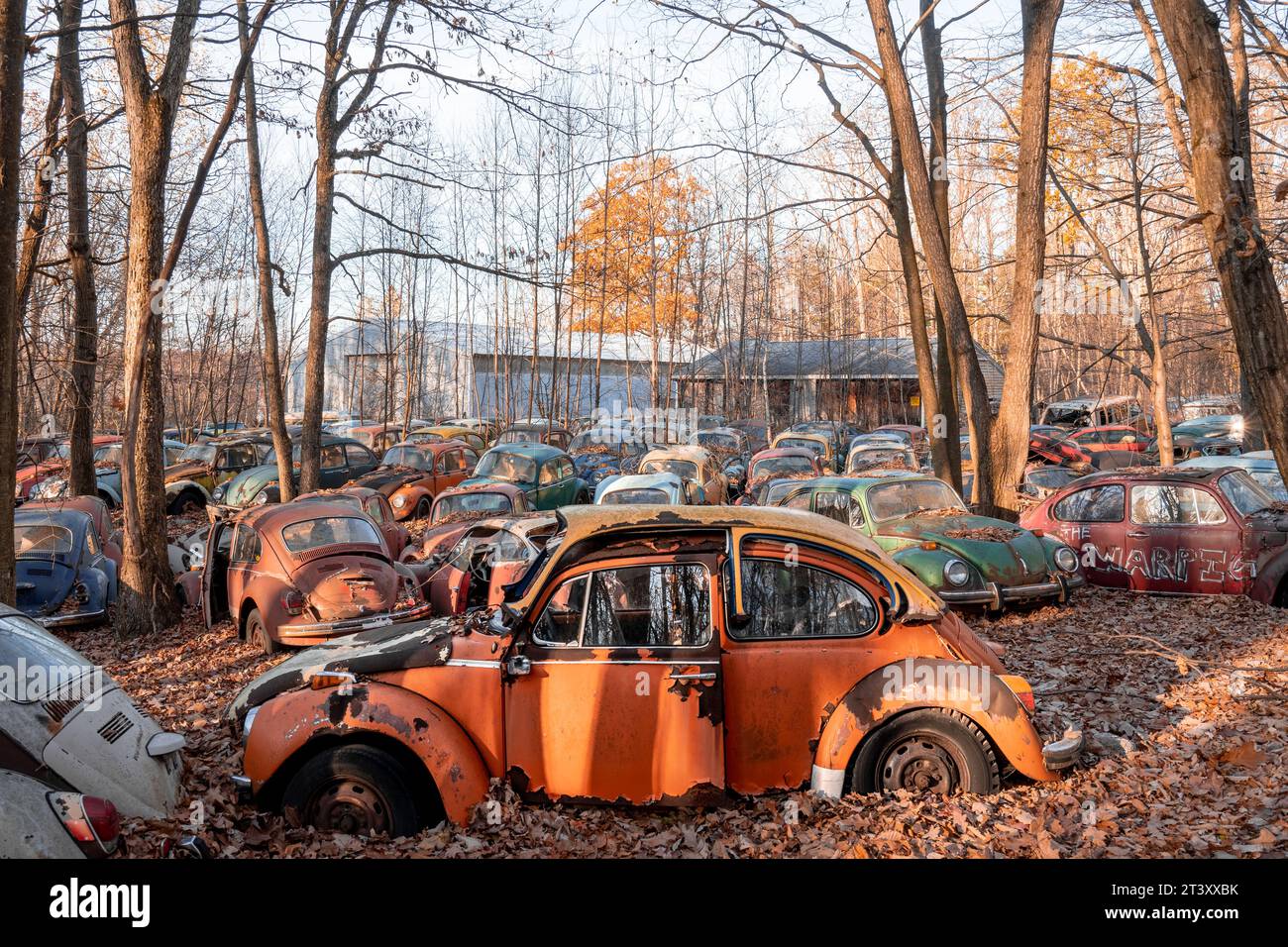 Volkswagen Beetle PENNSLYVANIA QUESTO MISTERIOSO cimitero è pieno di oltre DUECENTO auto Volkswagen risalenti a oltre mezzo secolo, tra cui l'iconica Foto Stock