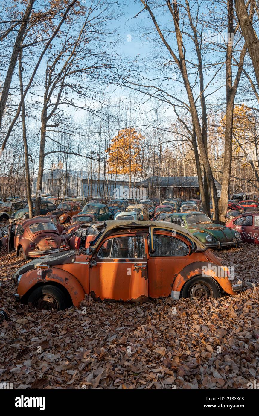 Auto abbandonate in PENNSLYVANIA QUESTO MISTERIOSO cimitero è pieno di oltre DUECENTO auto Volkswagen risalenti a oltre mezzo secolo, tra cui l'iconica Foto Stock