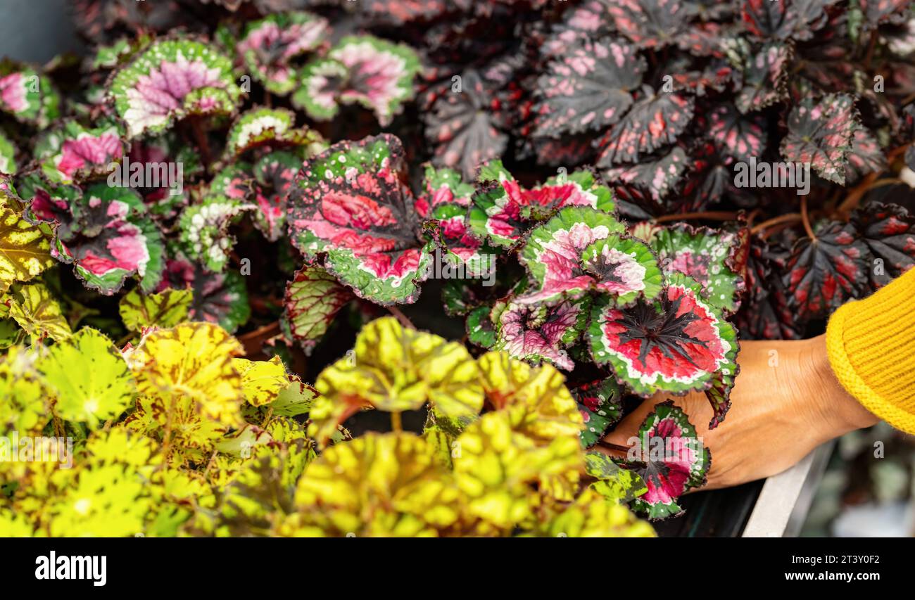 Scegli a mano diversi fiori di Begonia rex o di begonia reale in un centro giardino o un supermercato. Fare shopping in un'immagine di concetto di serra Foto Stock
