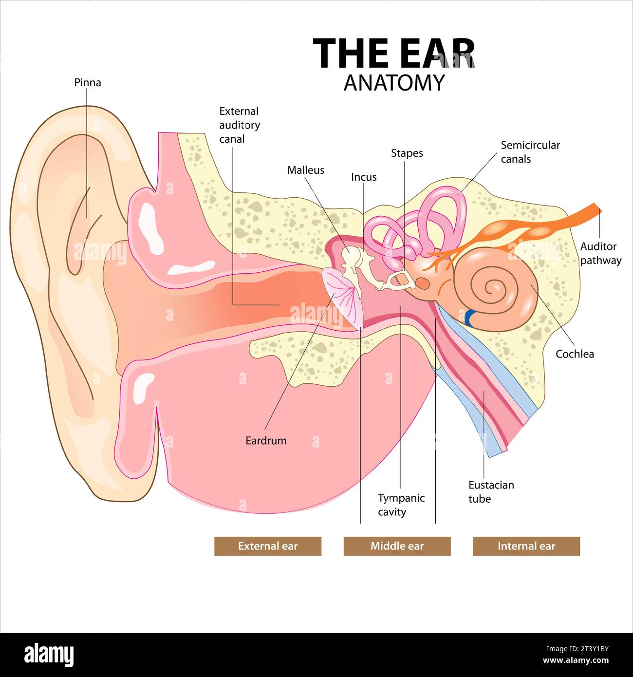 L'anatomia dell'orecchio ENT Foto Stock