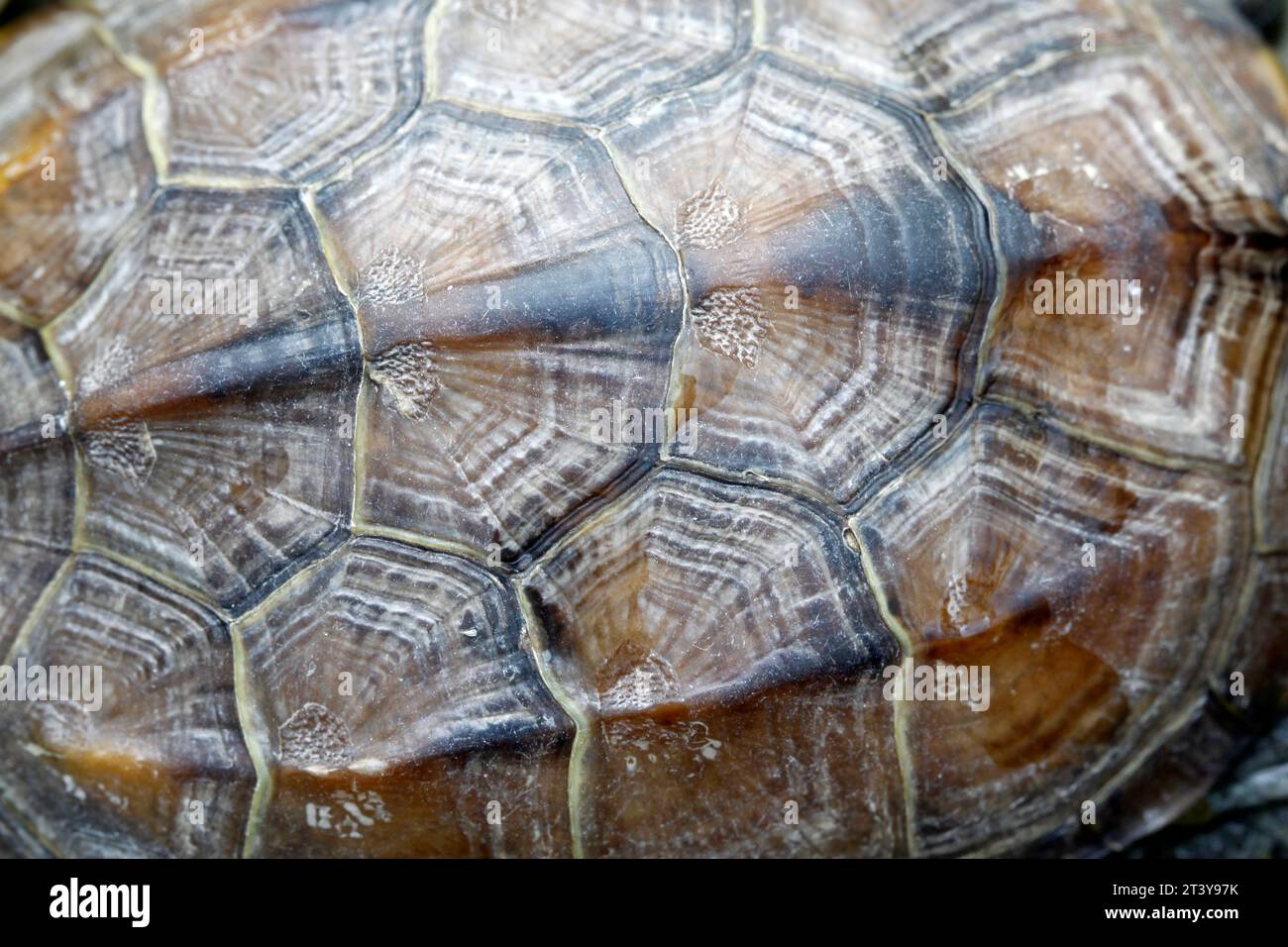 motivo della conchiglia tartaruga, primo piano di una foto in uno zoo Foto Stock