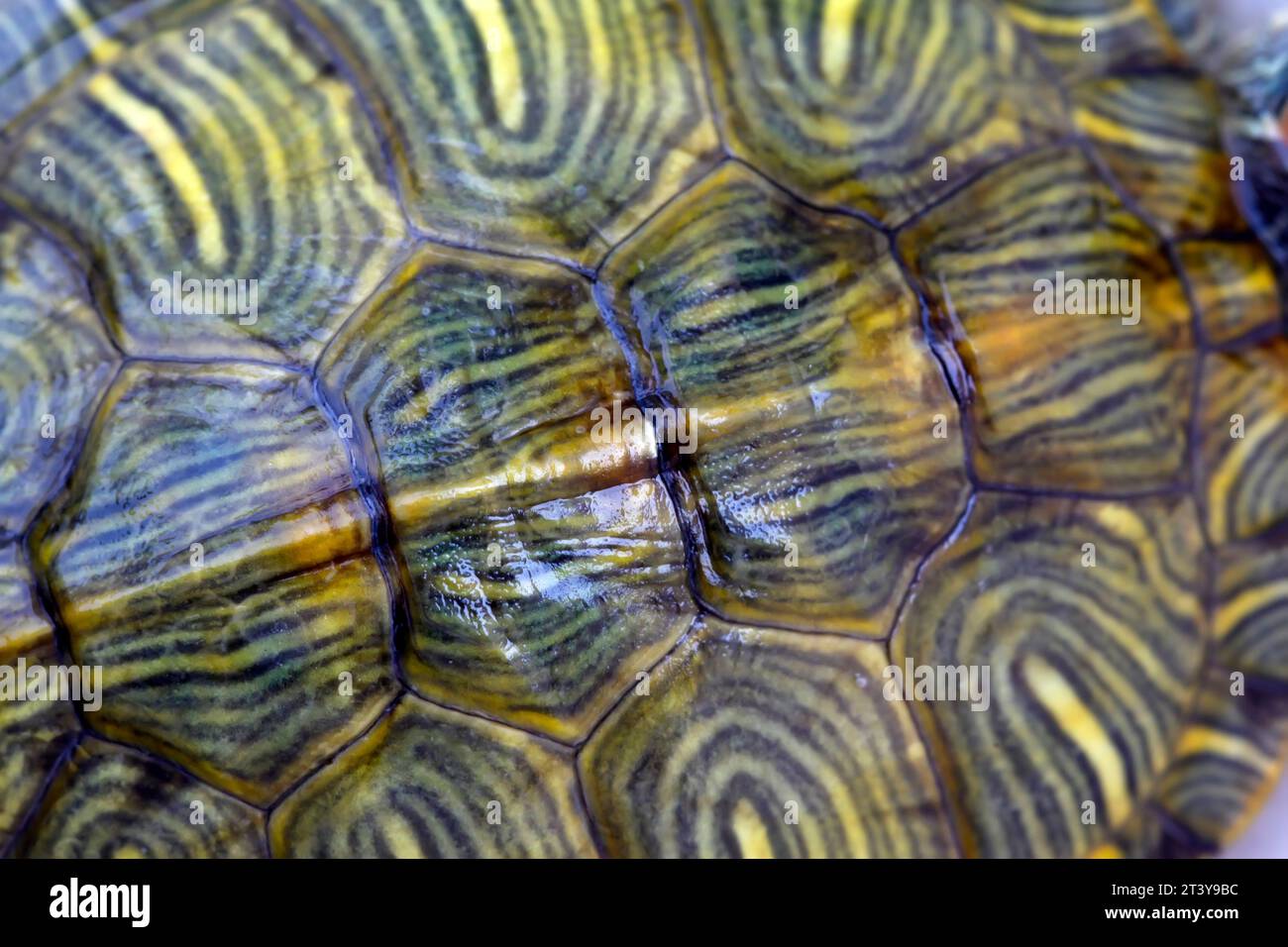 motivo della conchiglia tartaruga, primo piano di una foto in uno zoo Foto Stock