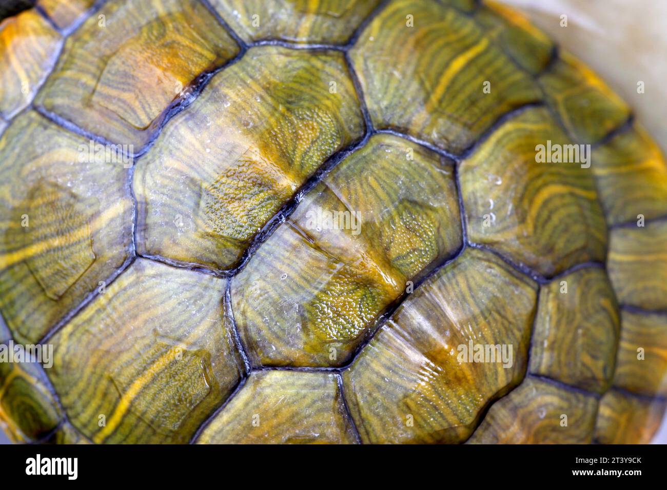motivo della conchiglia tartaruga, primo piano di una foto in uno zoo Foto Stock