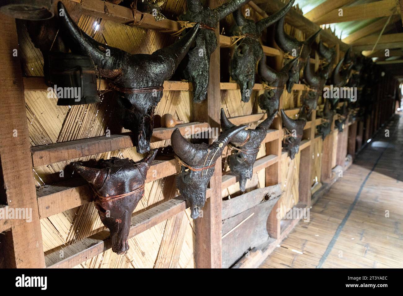 Muro decorato con teschi di toro nella tradizionale casa in legno della minoranza Adi in Assam, India nordorientale Foto Stock